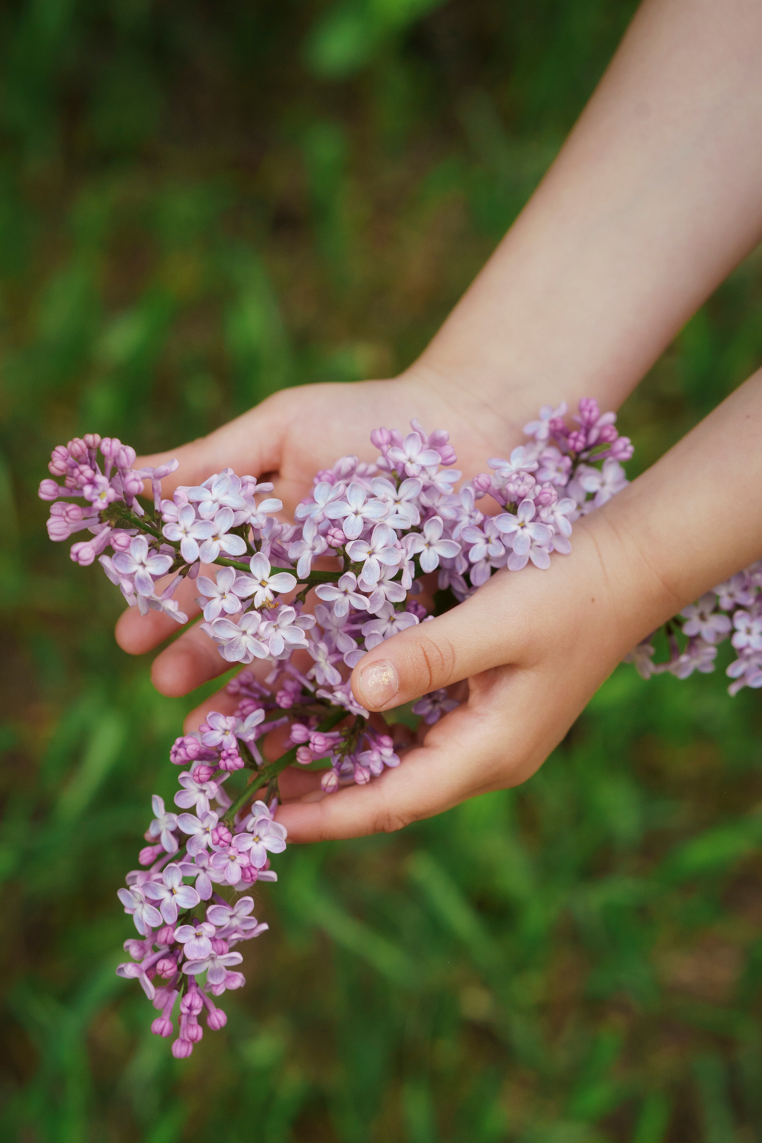Сирень. Фотограф Видеограф новорожденные и дети Н.Новгород Елена Длужинская