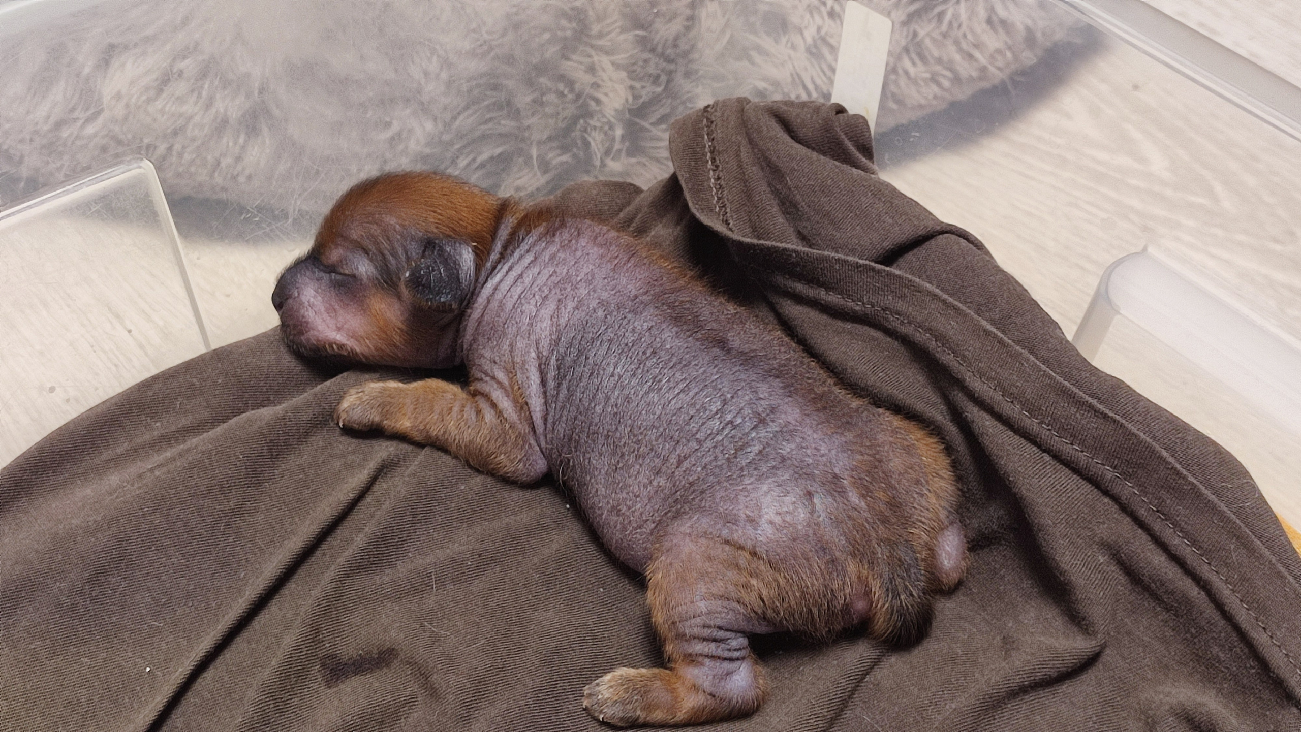 Poale Ell Gloria 6 дней