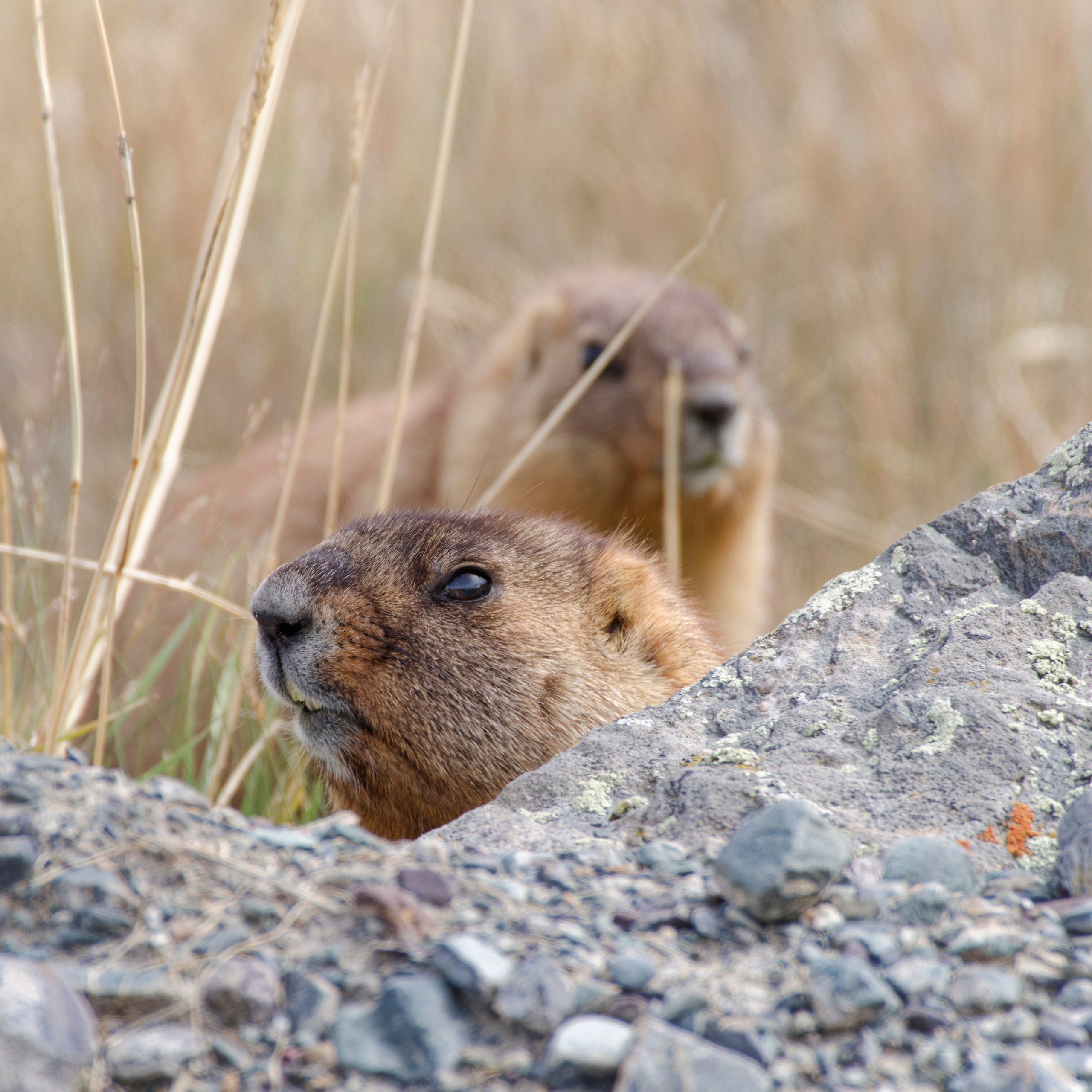 Путешествие по южному Алтаю. Семоха Валерий. Фотограф