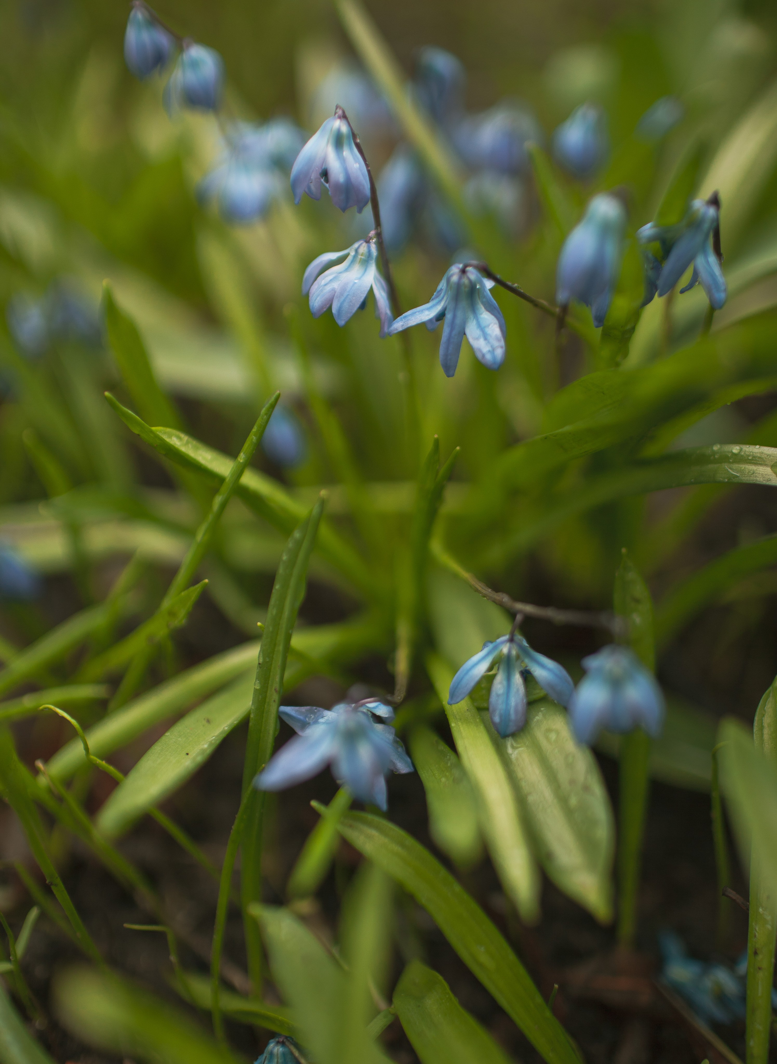 Пробуждение весны
