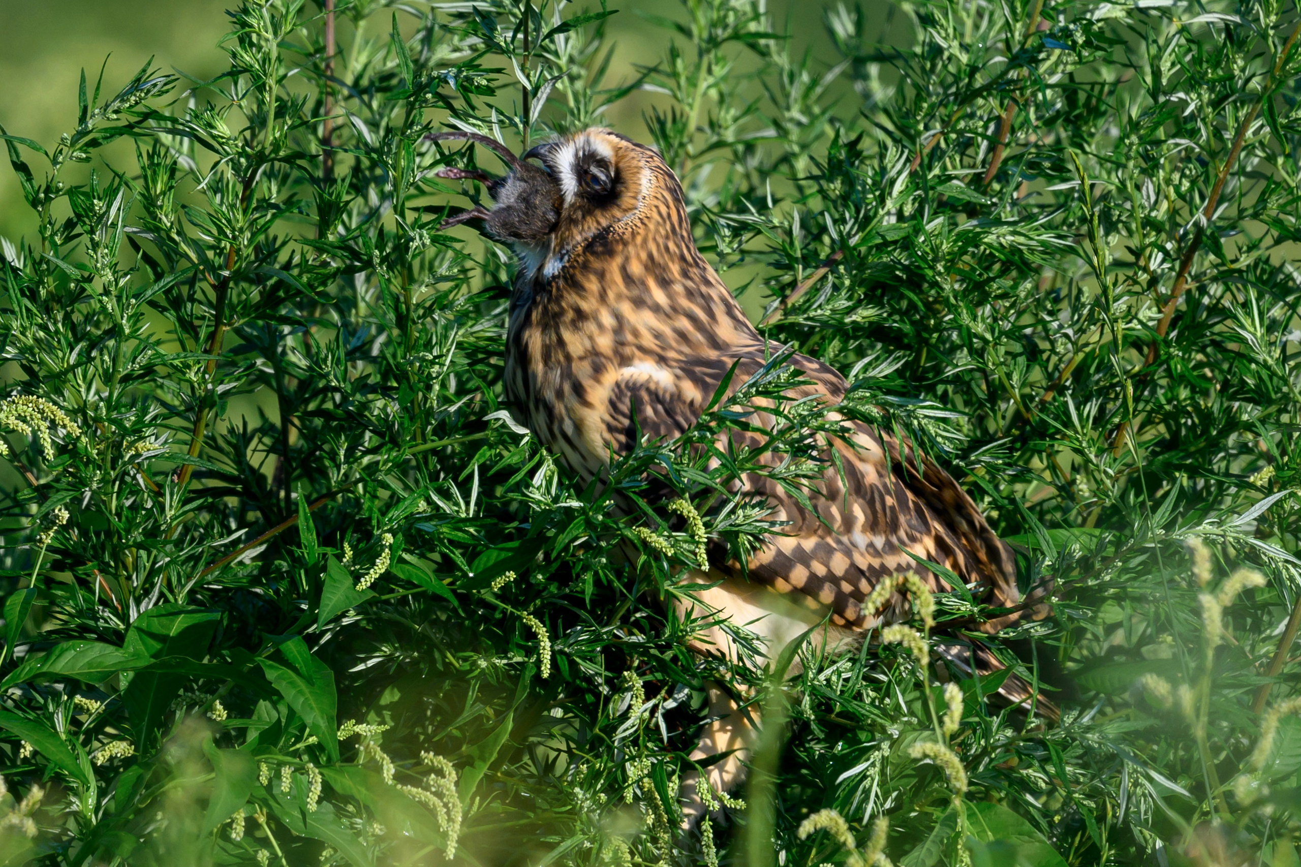 Битва сов и кормление совят. The Owl Battle and Feeding the Nestlings. Фотограф Сергей Пупонин