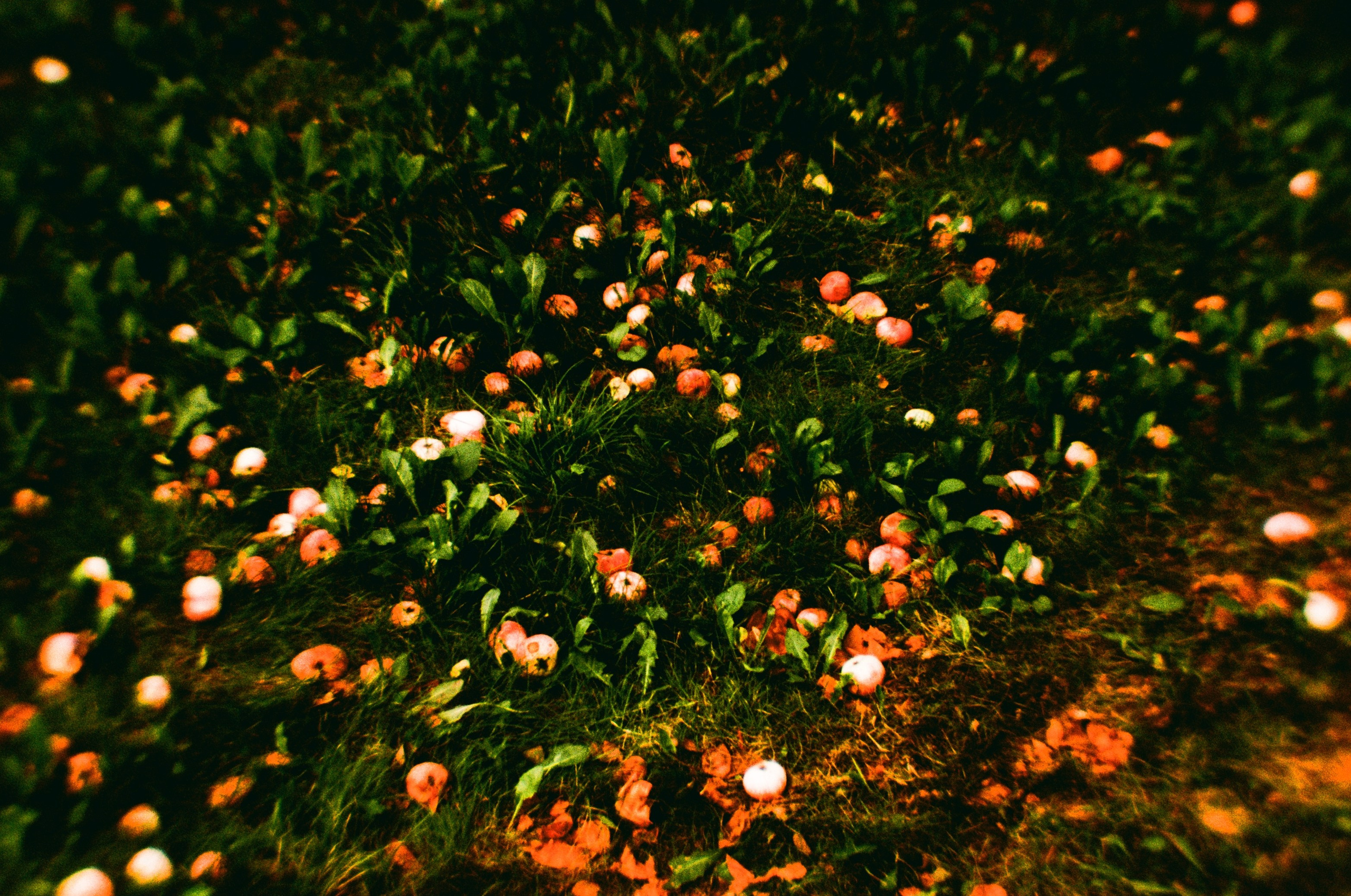 Елена Чернышова — Пираты воображения