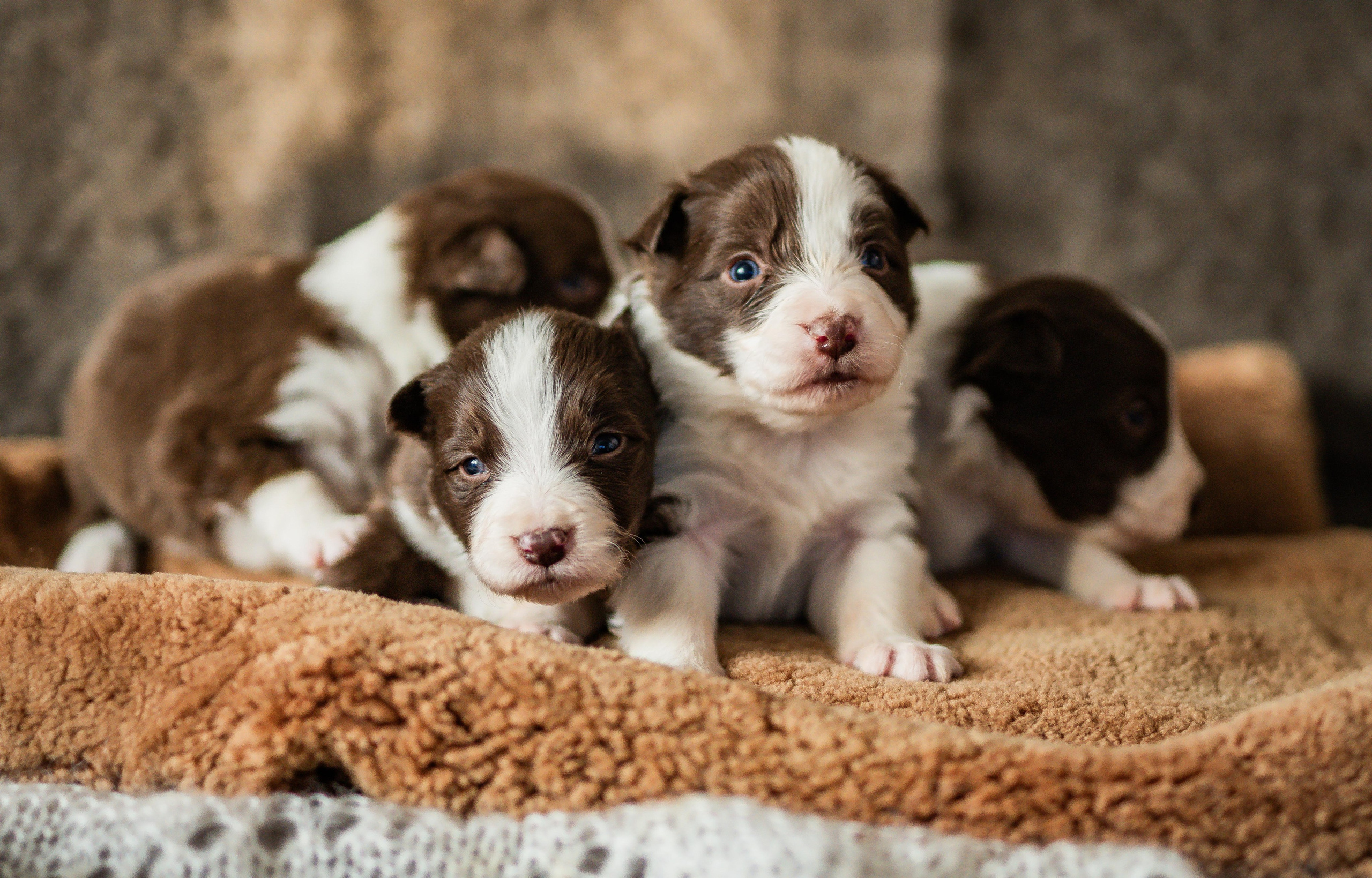 Фритсвит. Семейный фотограф Ефремова Виктория