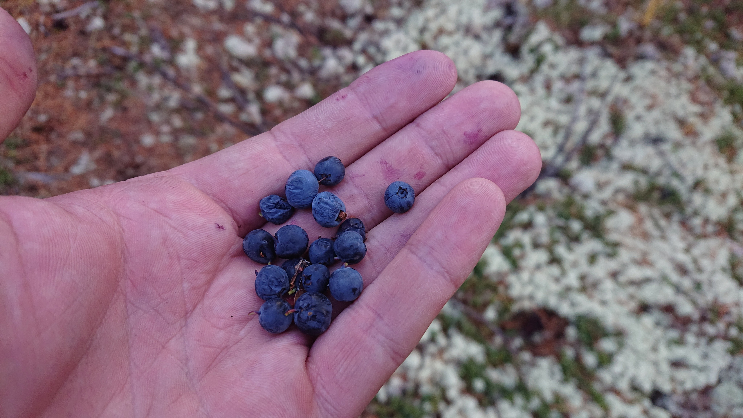 Это не фотошоп. Я видел это в горах Алтая. Семоха Валерий. Фотограф