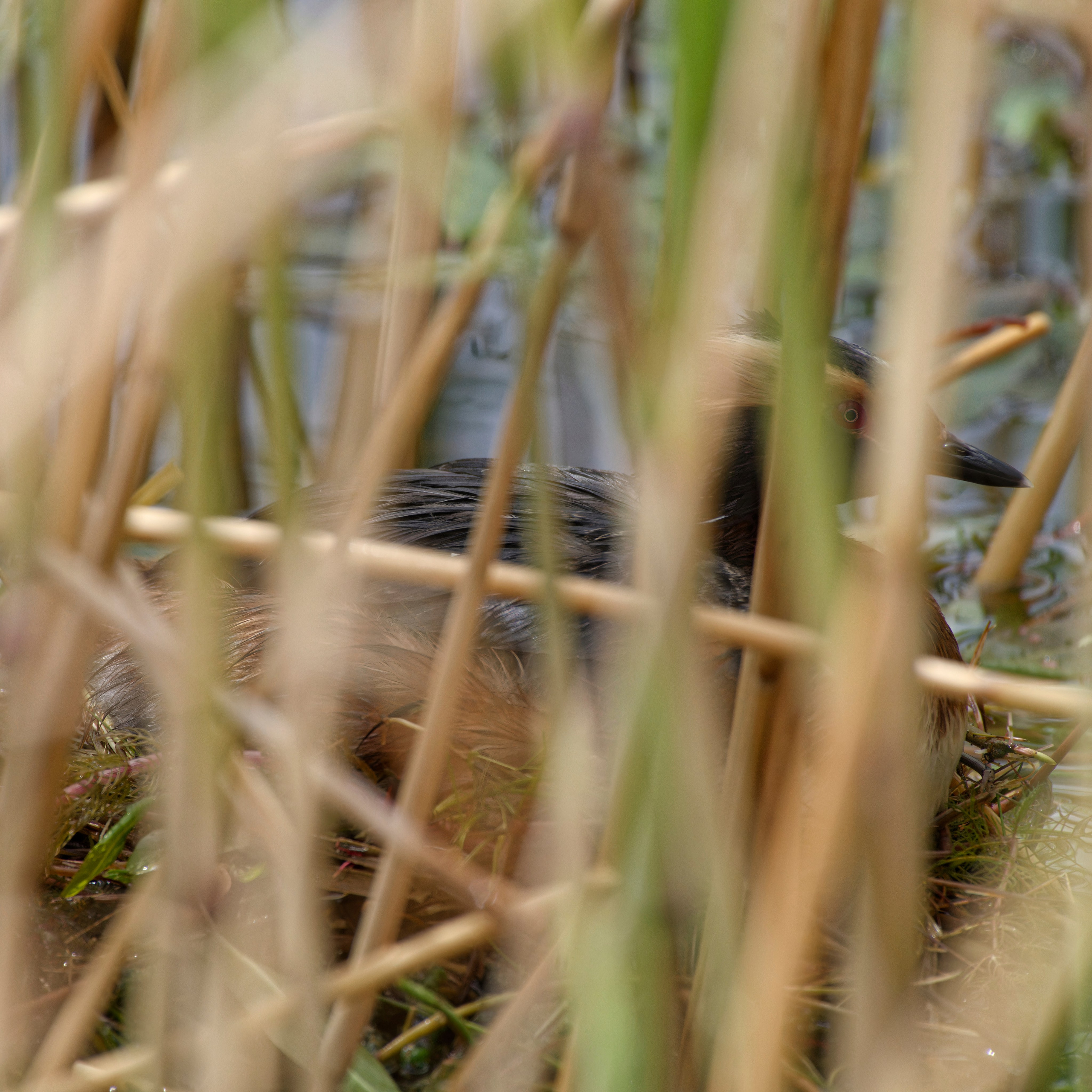 Экспедиция в Монголию (котловина больших озер). Семоха Валерий. Фотограф