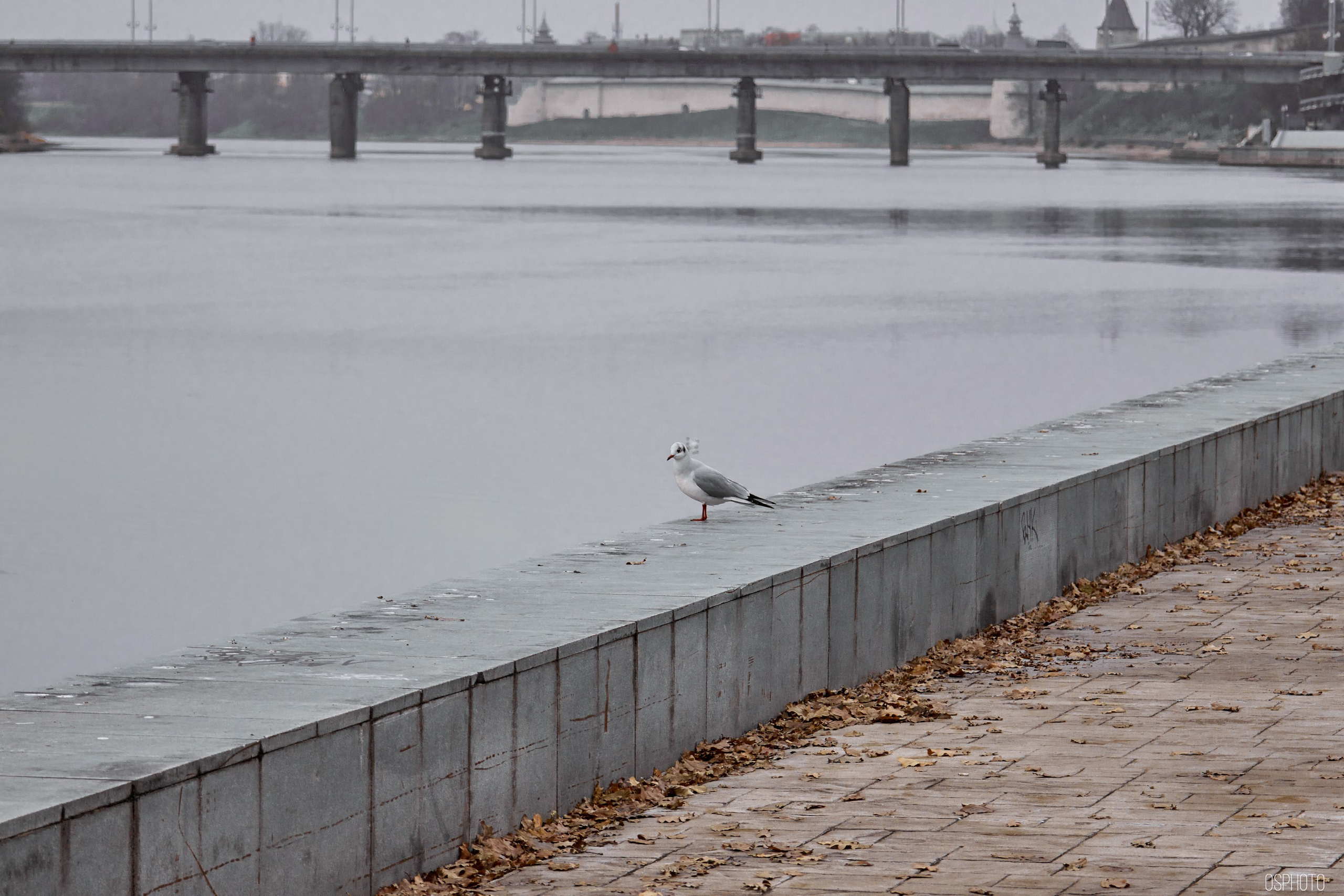 Псков. Ноябрь. Фотографъ Сергѣевъ. Поймать мгновеніе