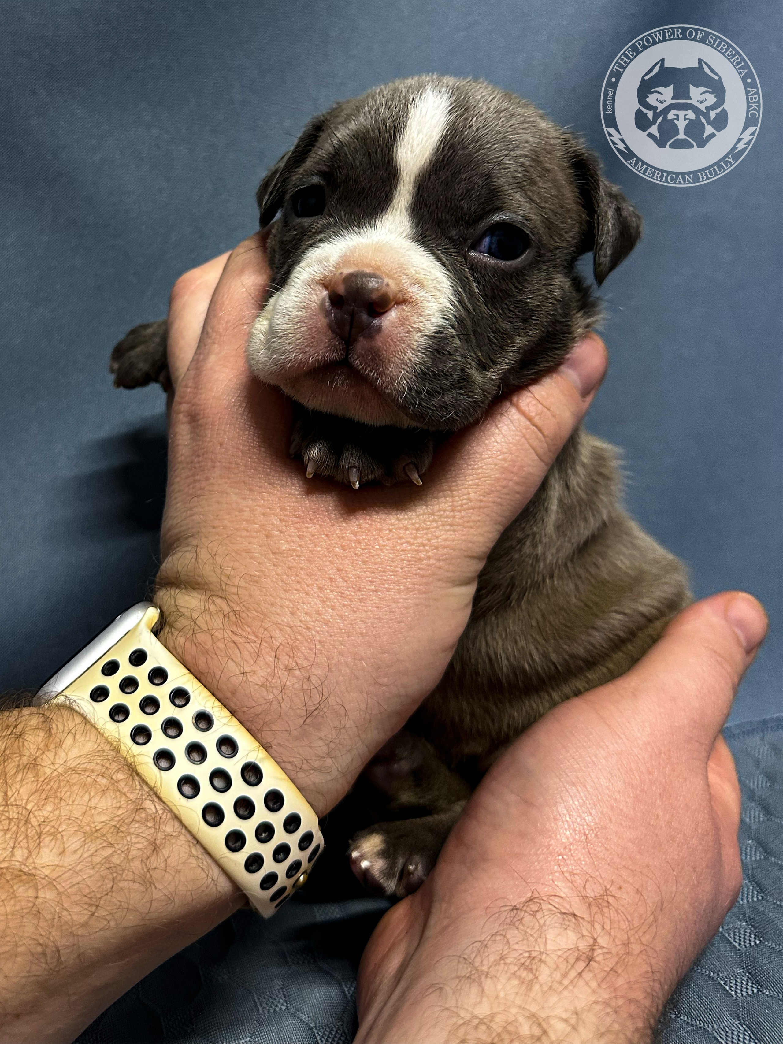 Все свободные щенки. Американский Булли в г. Ростов-на-Дону. Питомник THE POWER OF SIBERIA