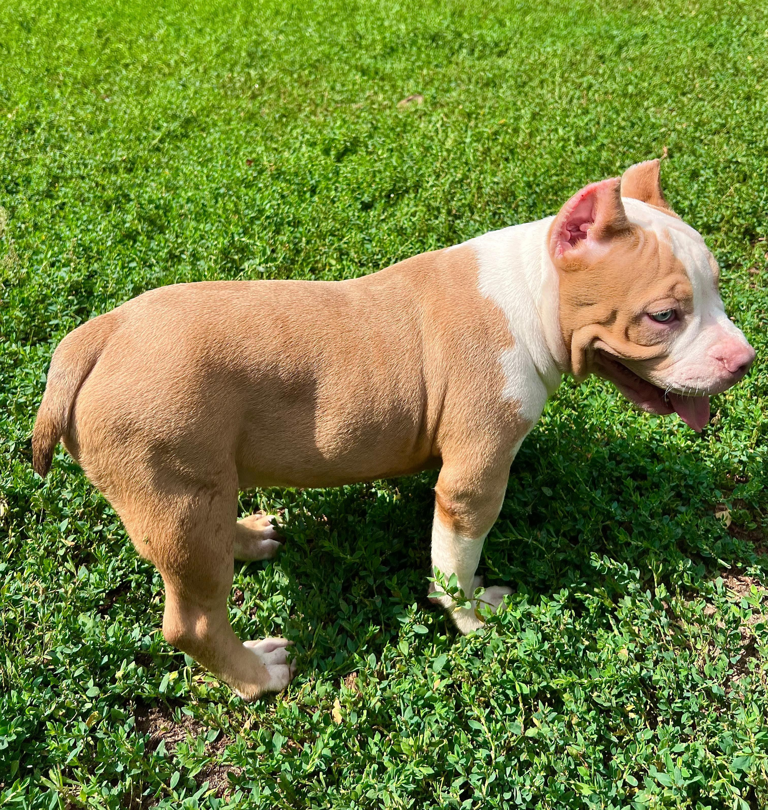 Помет Каспер и Адель. 08.05.25. Американский Булли в г. Ростов-на-Дону. Питомник THE POWER OF SIBERIA