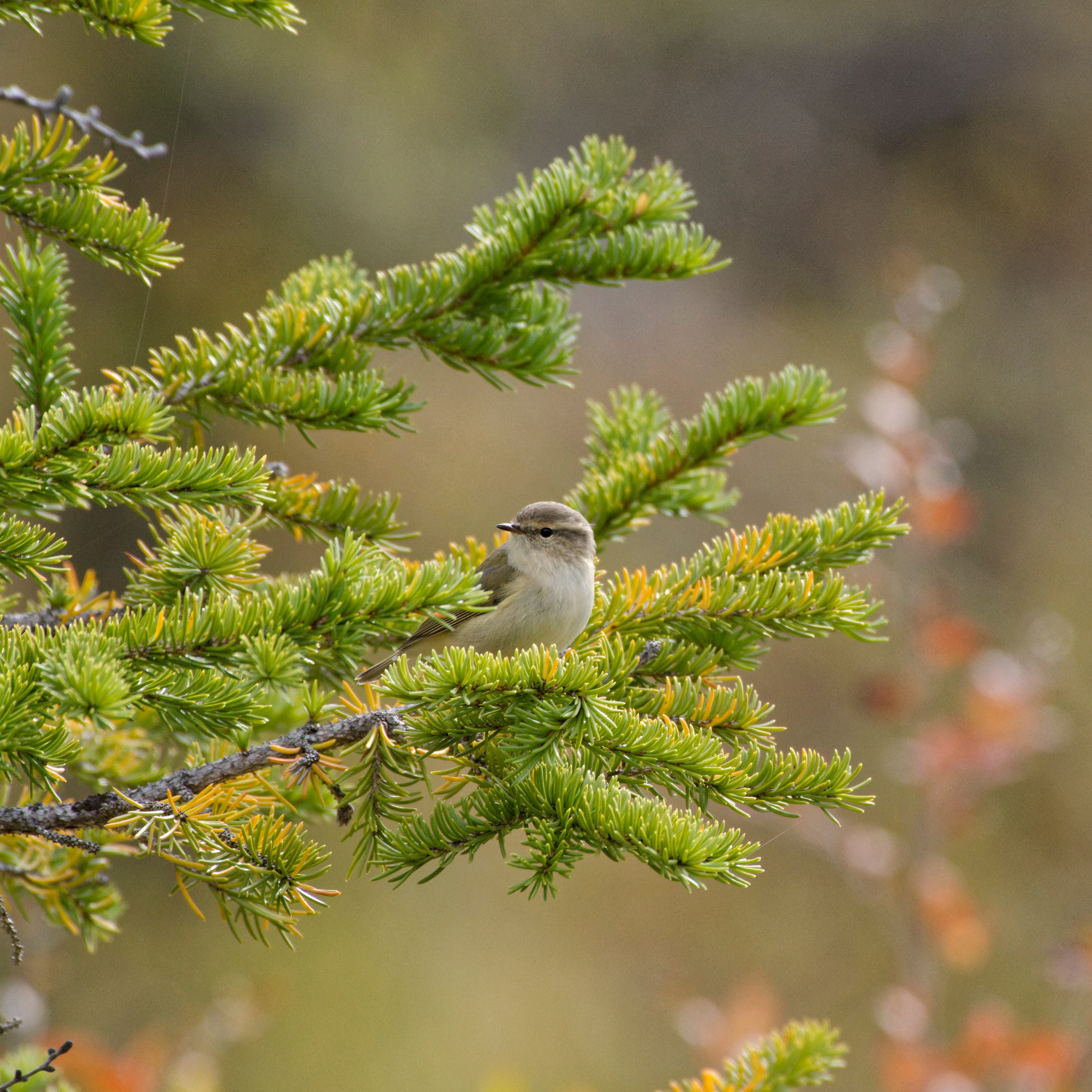 Путешествие по южному Алтаю. Семоха Валерий. Фотограф