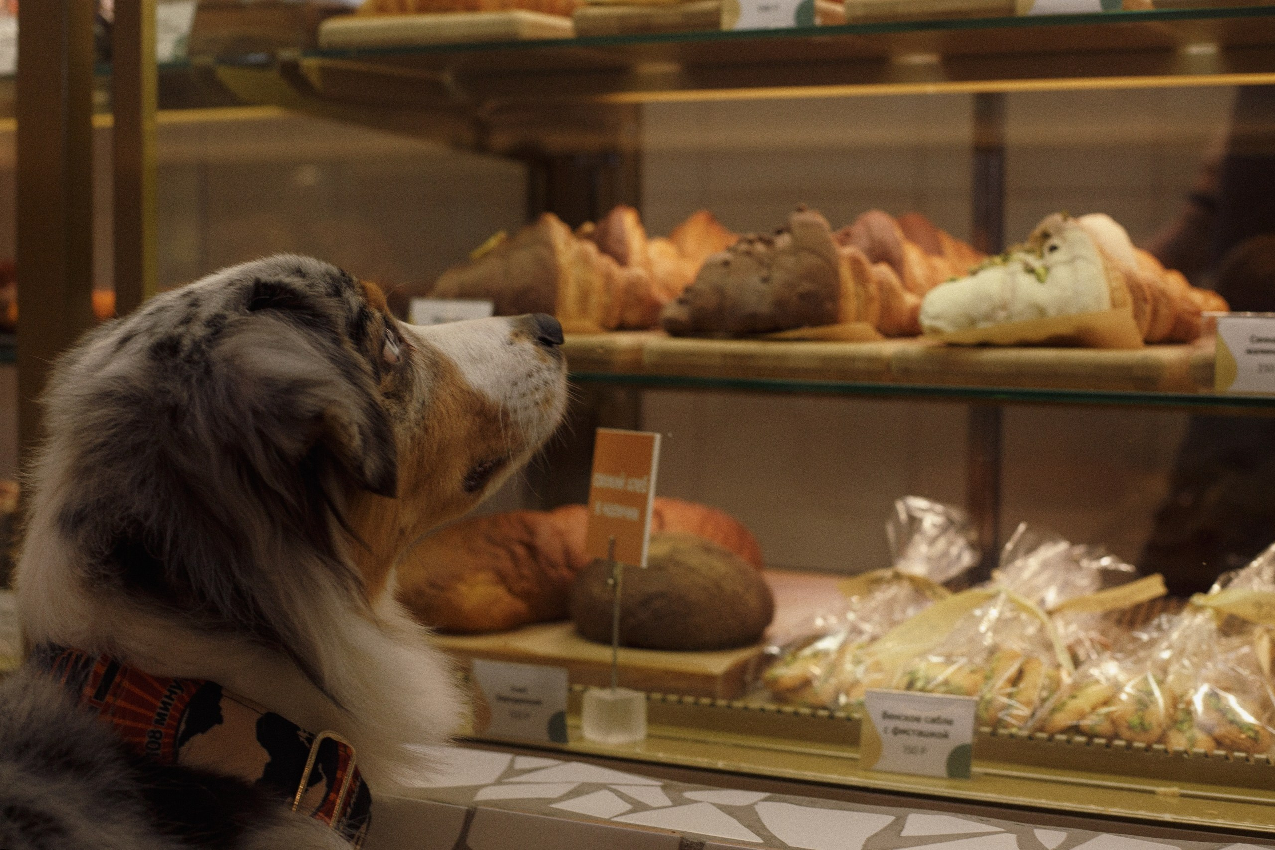 Однажды в кондитерской. Фотограф-анималист в Калуге Мария Шерскова