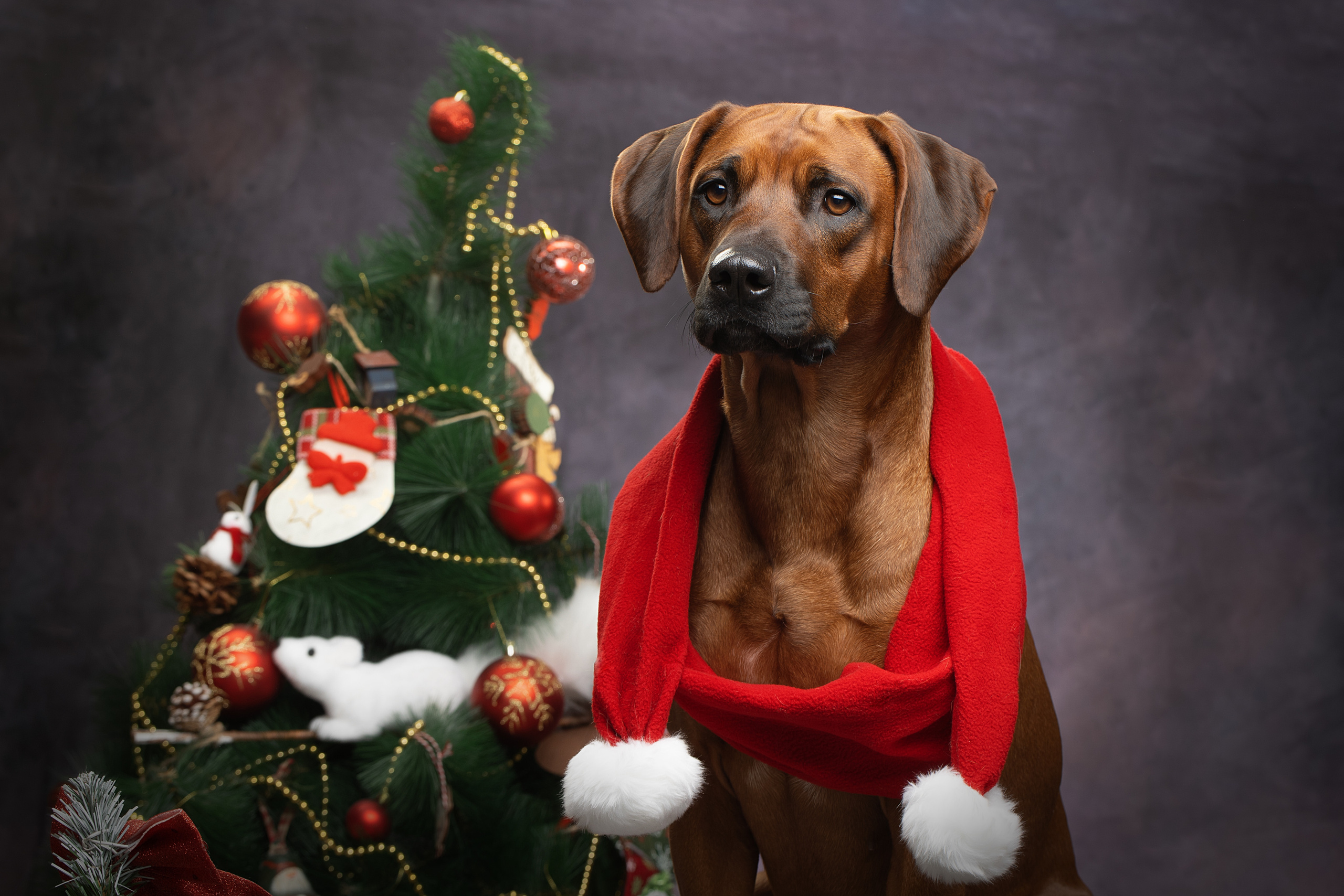 Самка Жузи. Родезийские Риджбеки в Санкт-Петербурге