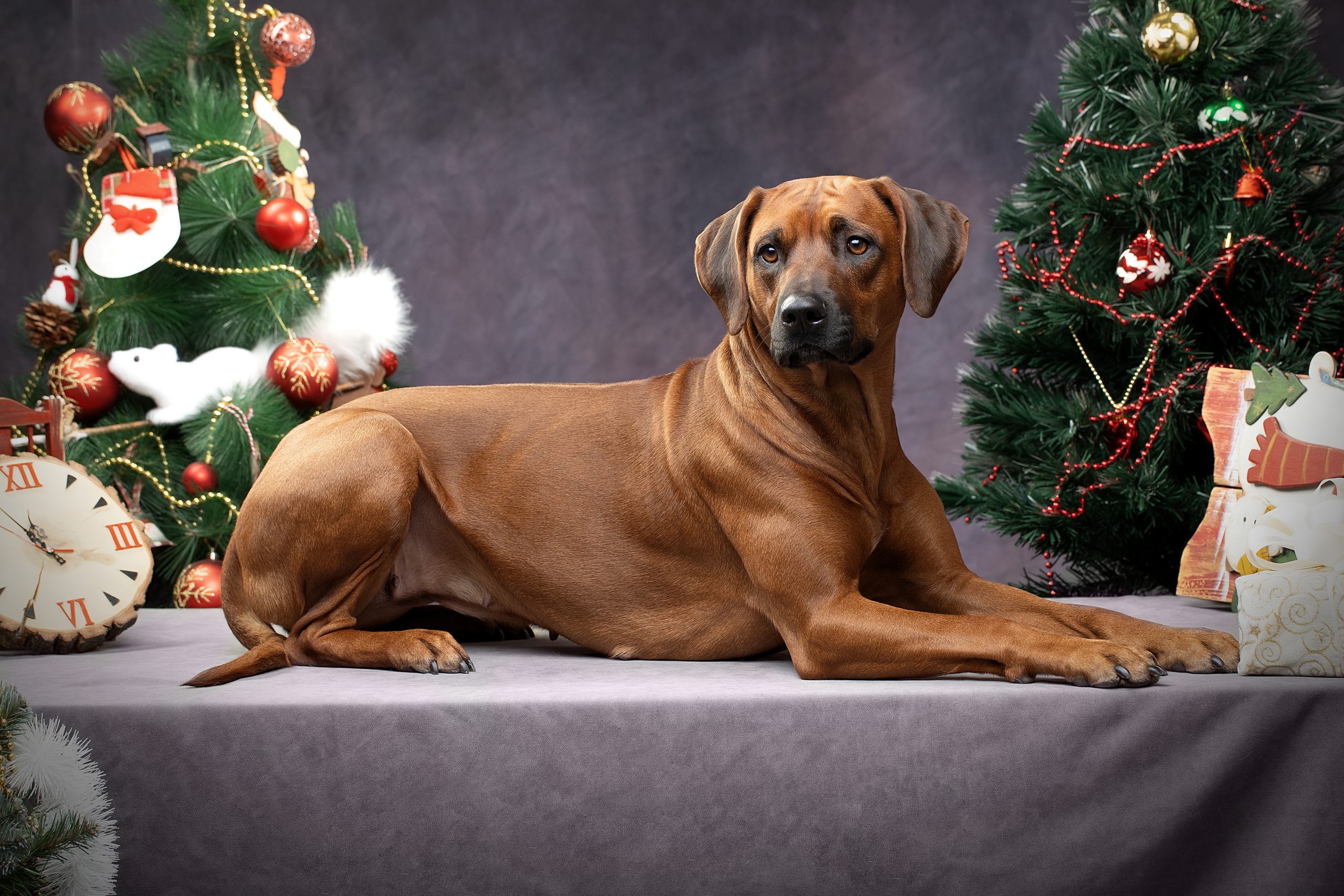 Самка Жузи. Родезийские Риджбеки в Санкт-Петербурге