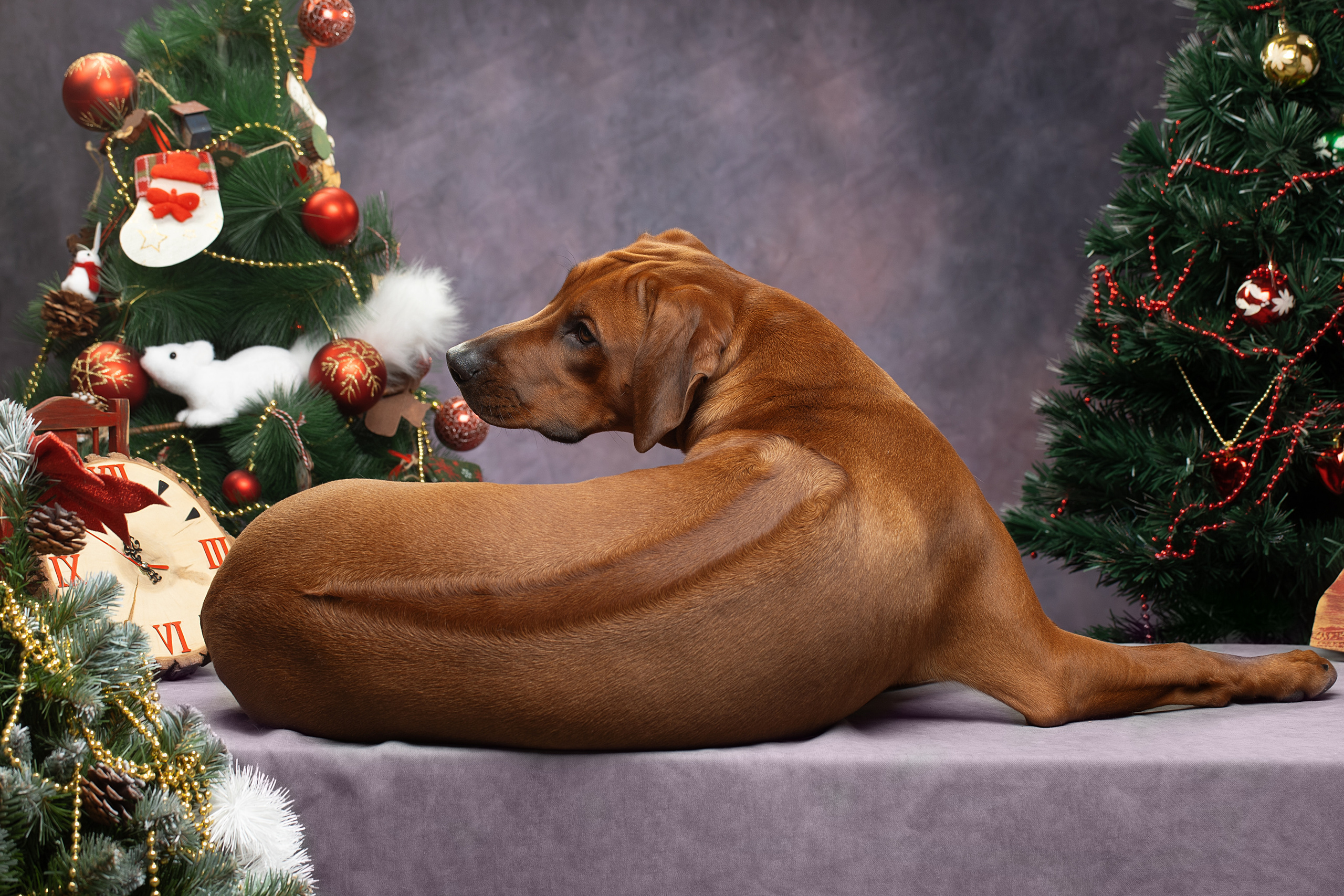 Нала. Родезийские Риджбеки в Санкт-Петербурге