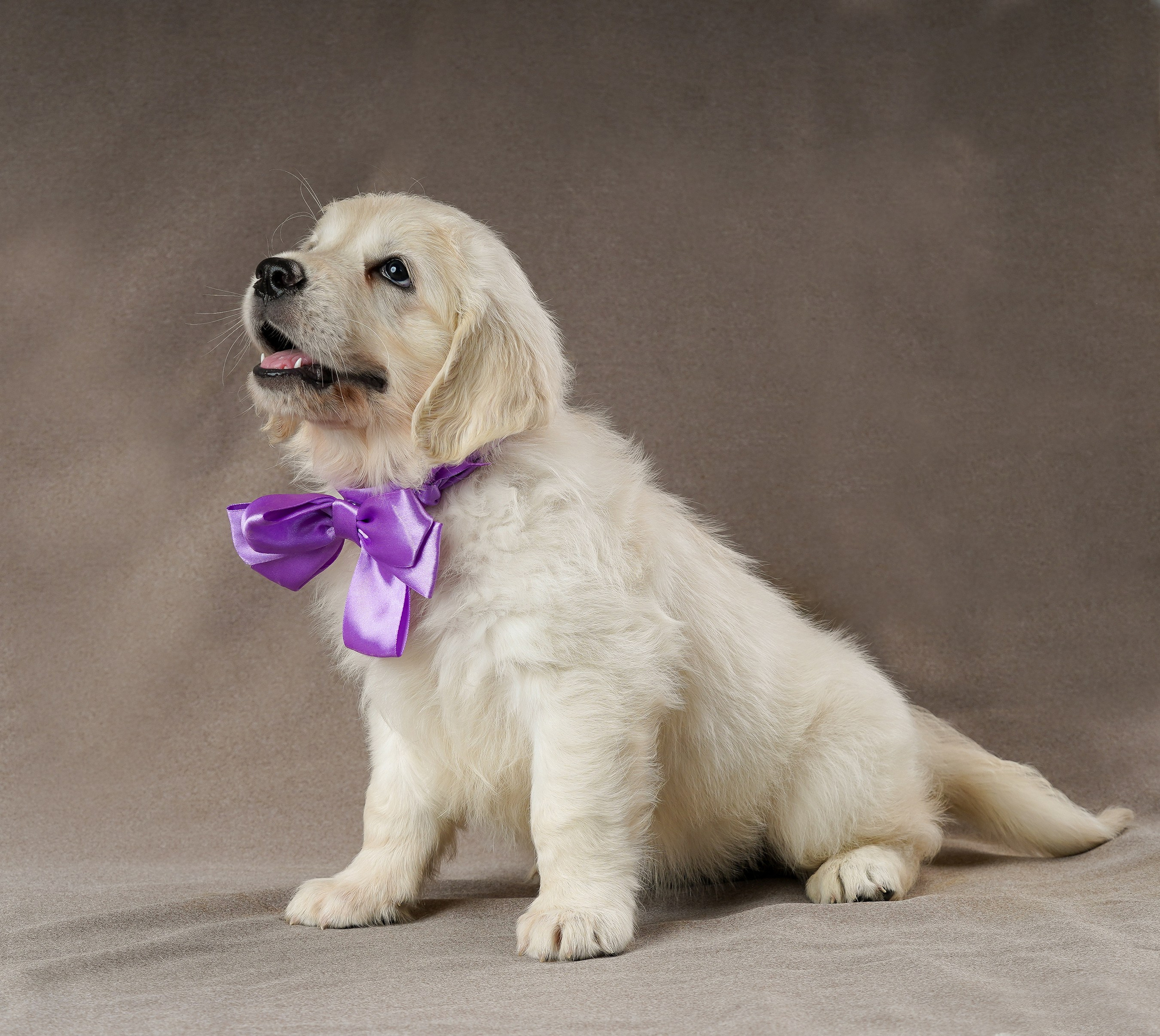 съемка собак, съемка щенков , съемка собак для авито, съемка щенков для авито, грумминг, фотограф животных. фотограф собак,съемка собак Нижний Новгород, съемка собак Бор,