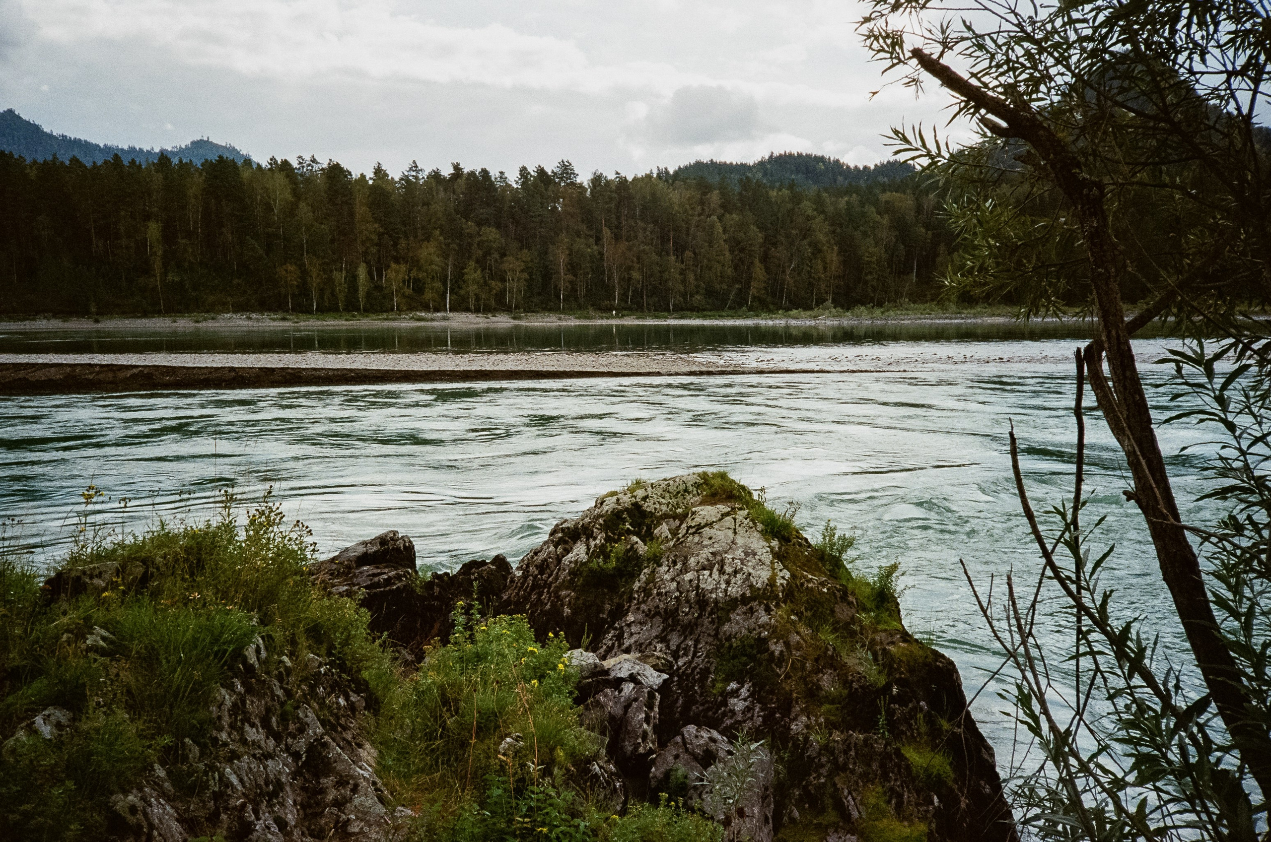 Катунь и сосны на базе Беррель. Ботанический сад. Фотограф-документалист Мария Осокина