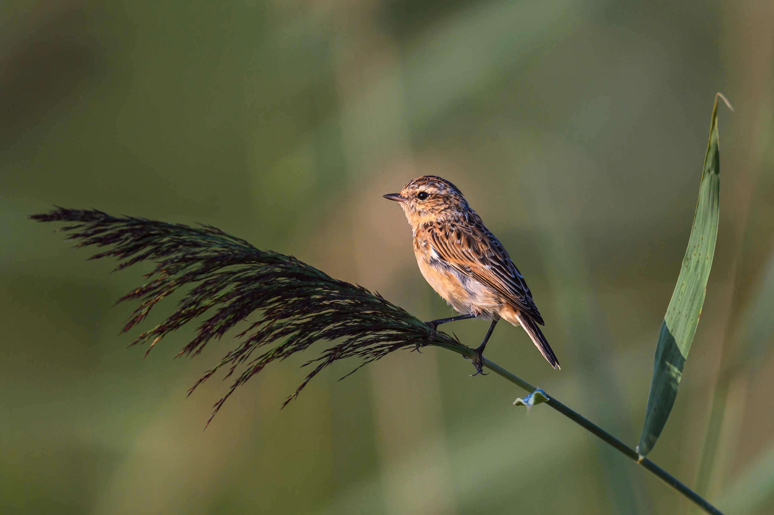 Болотный лунь. Wildlife photography by Sergey Puponin