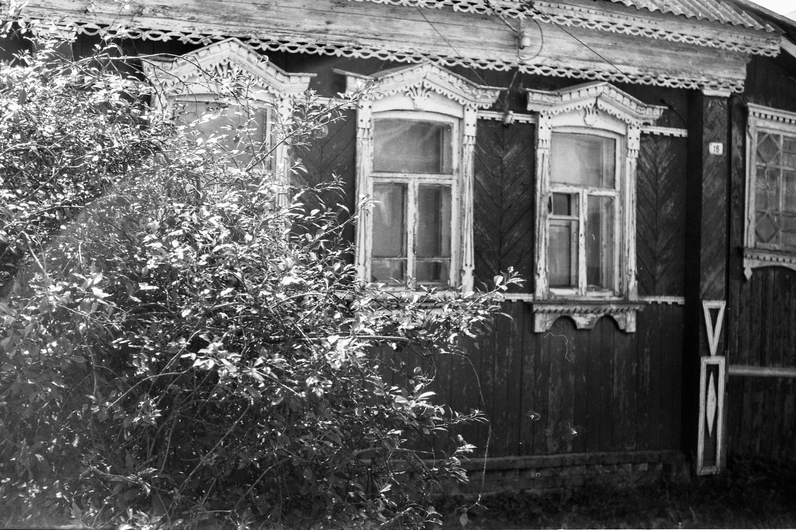 Плакучая ива. Фотограф-любитель Ксения Мирзоян