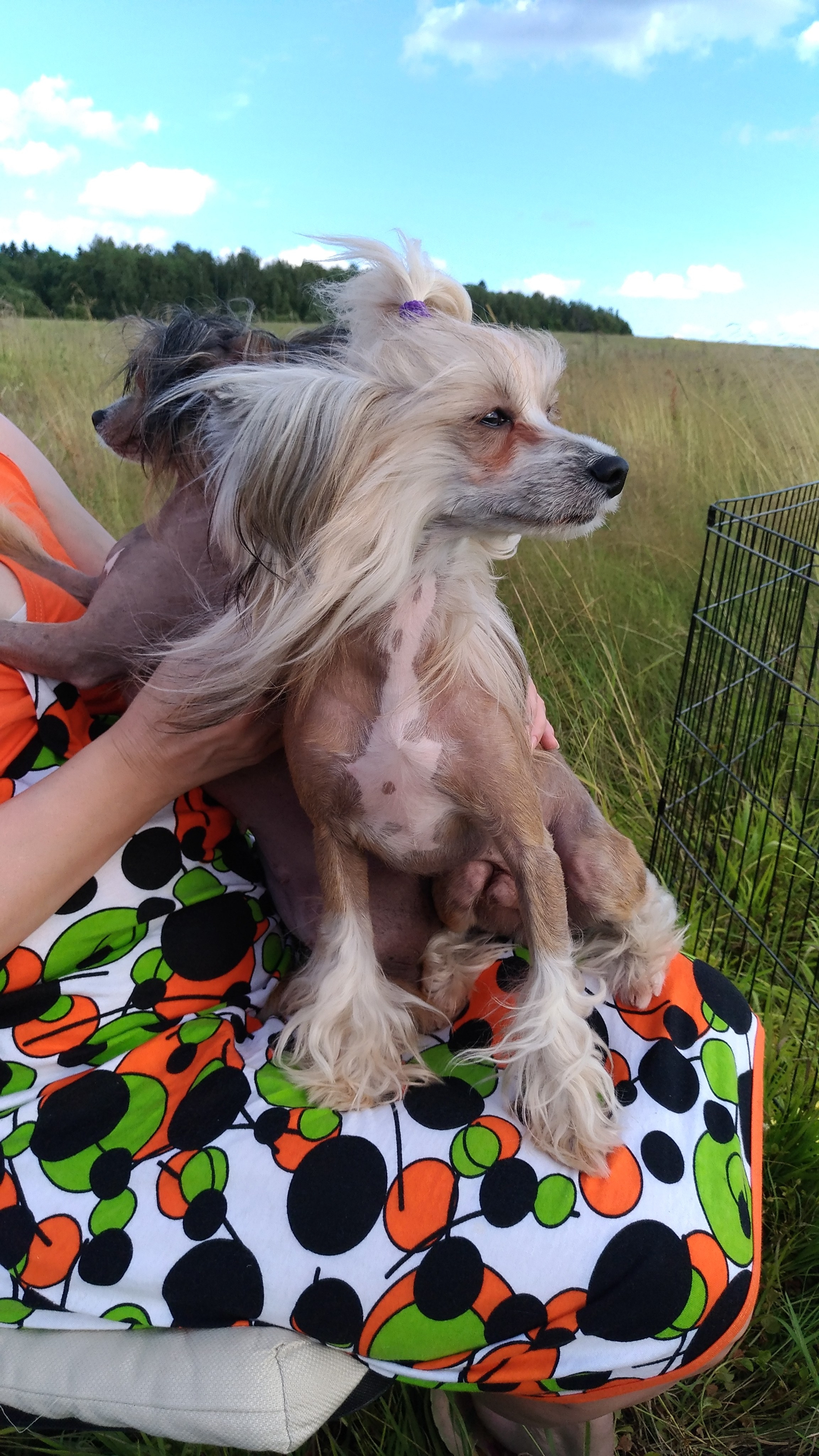 В поле под присмотром сокола. Питомник китайских хохлатых собак Poale Ell: купить щенка в питомнике