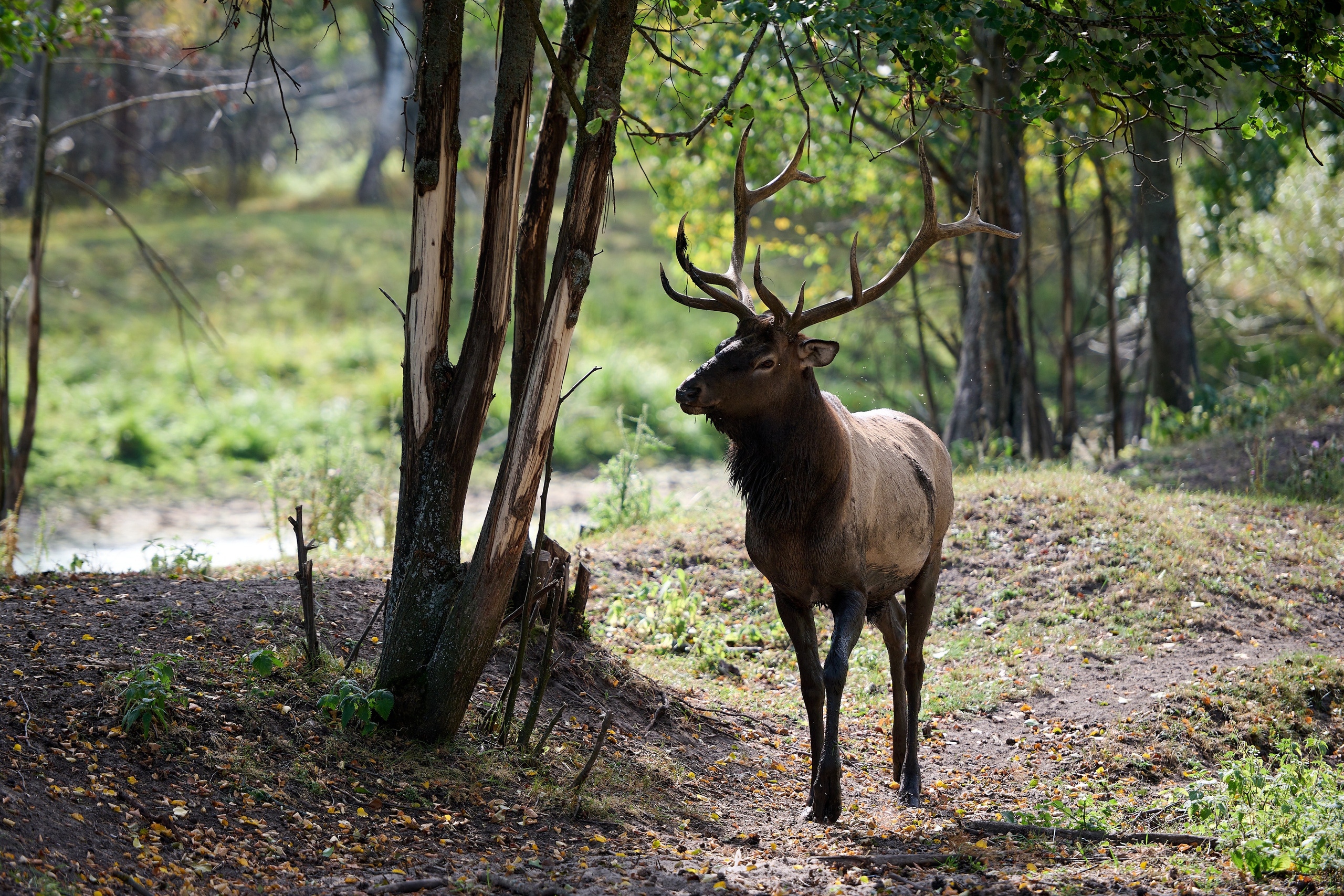 Кречет. Фотосъемка мероприятий