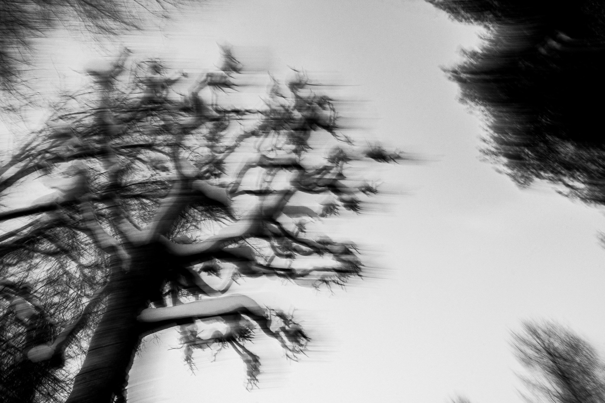 Dreams of Pavlovsk Park. Alla Remizova, photographer