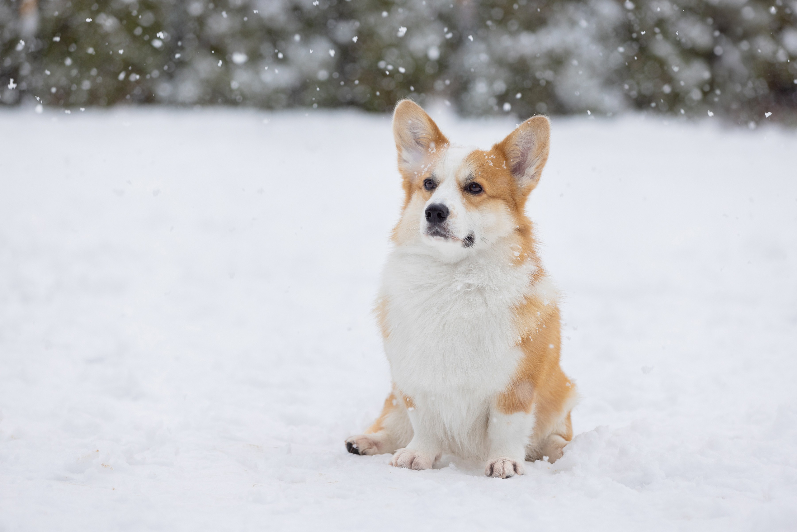 Фотограф Алена Звездина