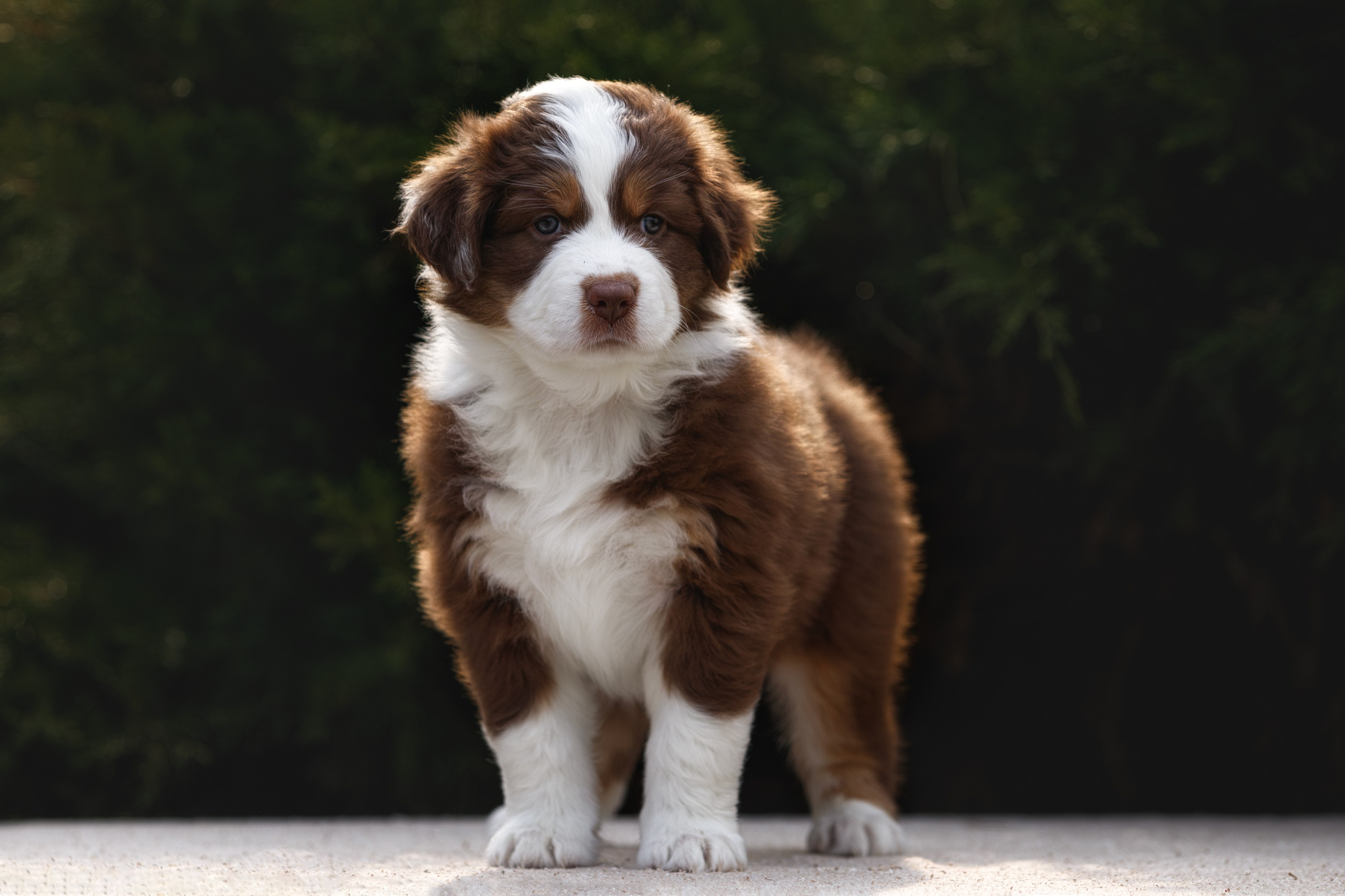 Щенки. Фотограф-анималист в Калуге Мария Шерскова