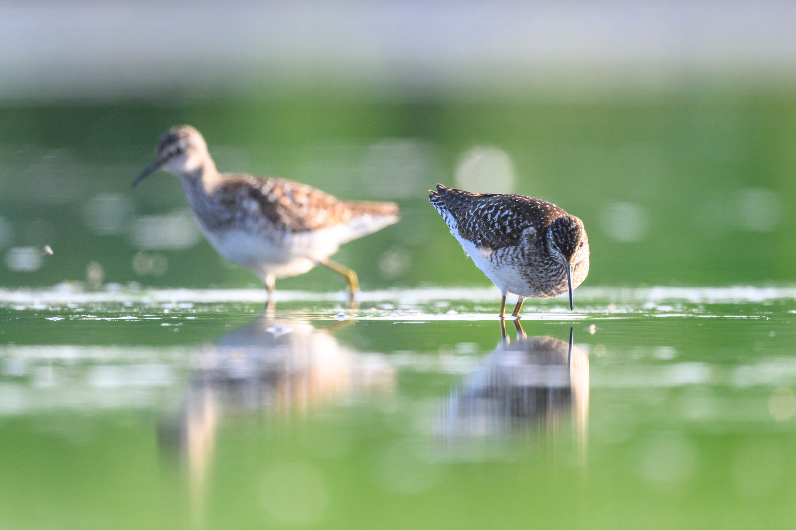 Поручейники и щеголь. Wildlife photography by Sergey Puponin