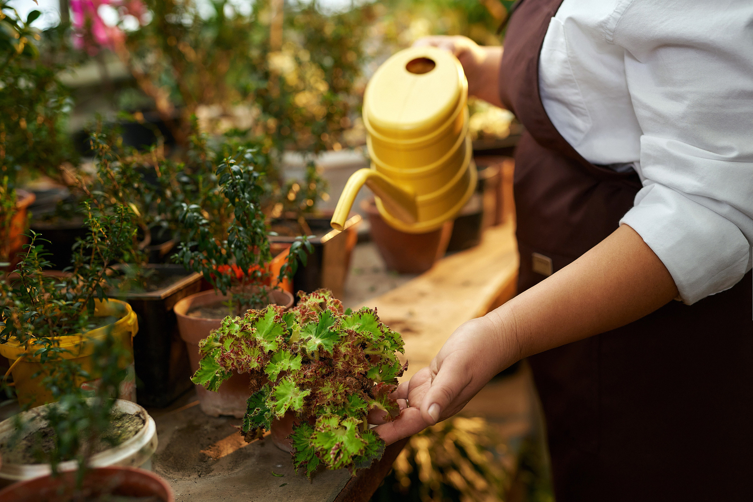 Тамара. Оранжерея. Садовод. Фотограф Опыт Качество Скорость Горный Алтай Барнаул