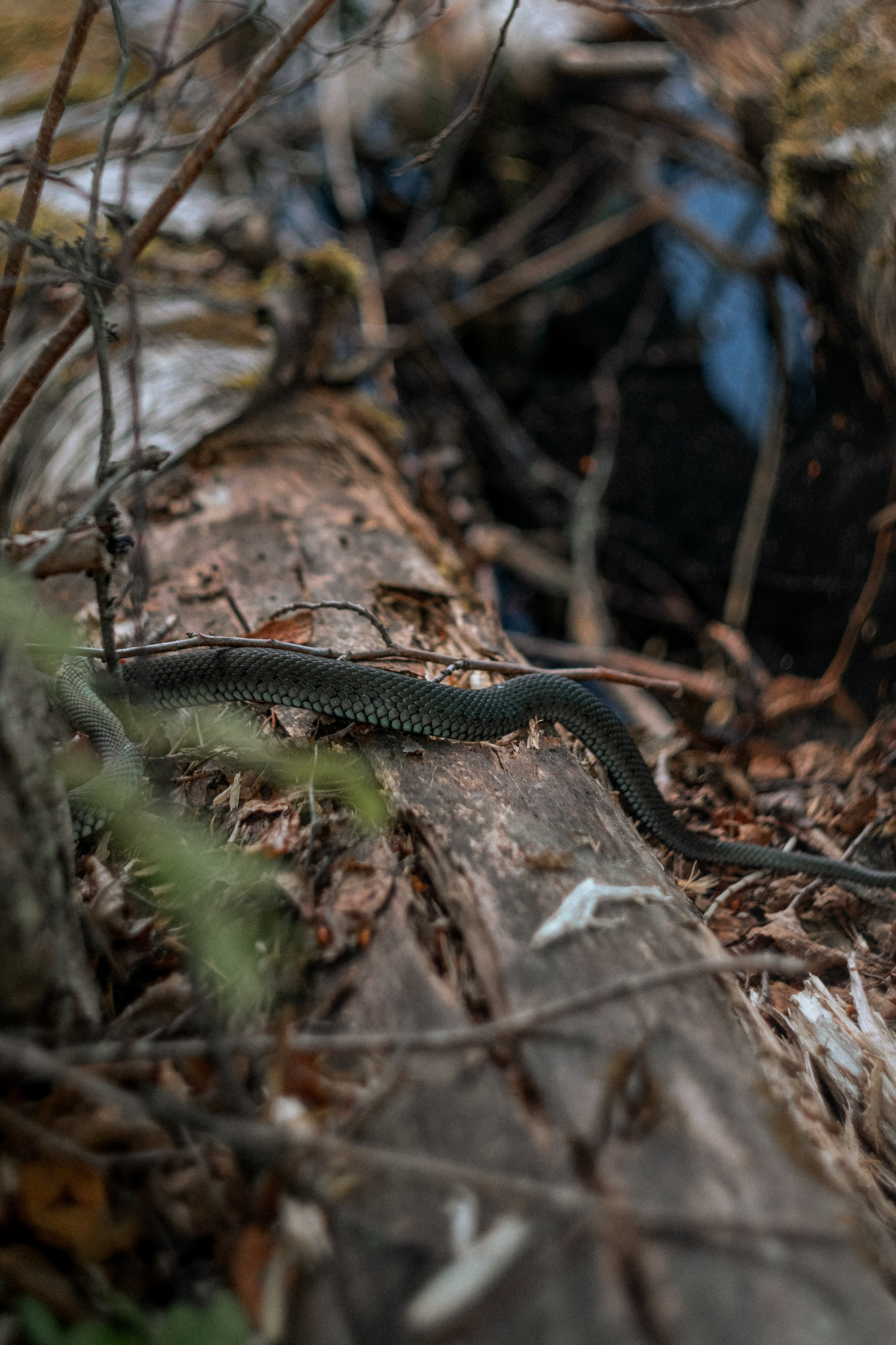 «Голливудская» связка Sony A7 III и Гелиос 44-2. Юля Дэй • Фотограф, Санкт-Петербург