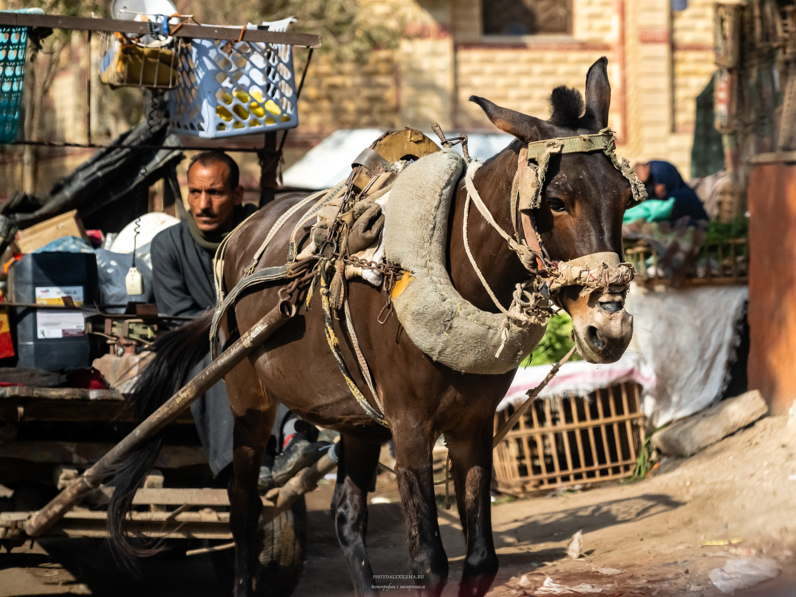 Каир самобытный и сумасшедший. Авторские стильные фотокартины