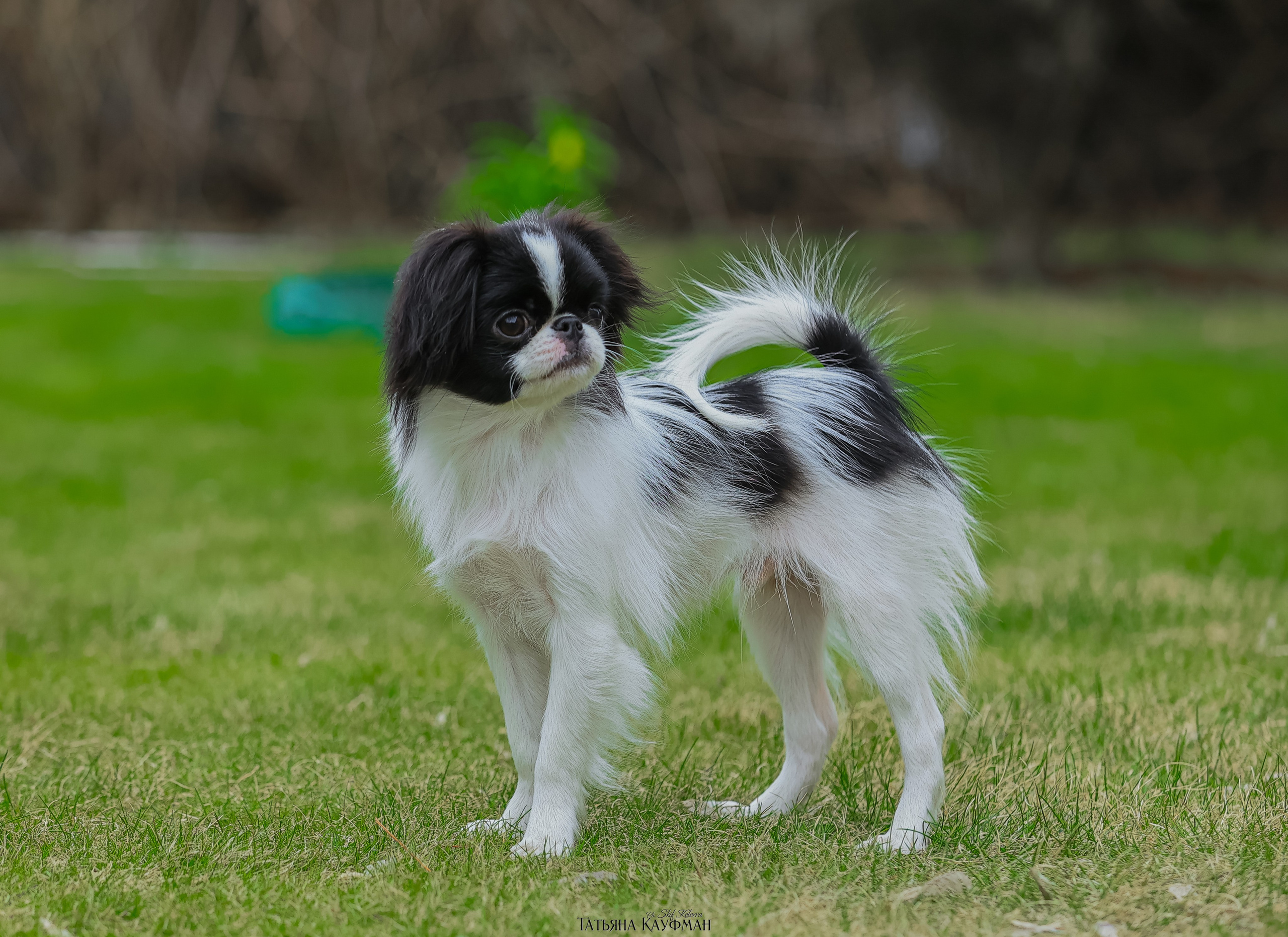 Японский хин, фотография японский хин, собака в цветах, красивая собака, фотограф анималист, фотокурс Анималистика, научиться фотографировать собак, фотограф Новосибирск
