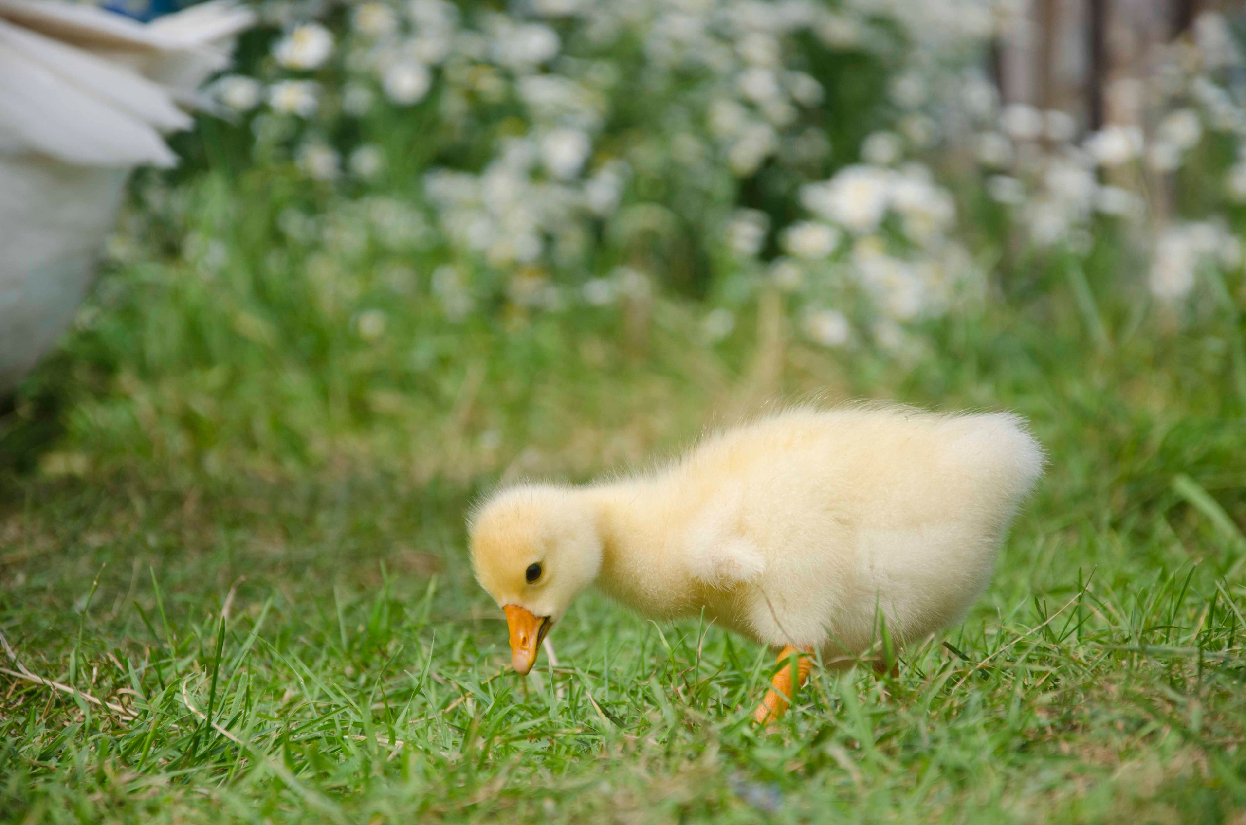 Портретная и предметная фотография. Столярное дело. Дракон и Ведьмочка — творческая коллаборация