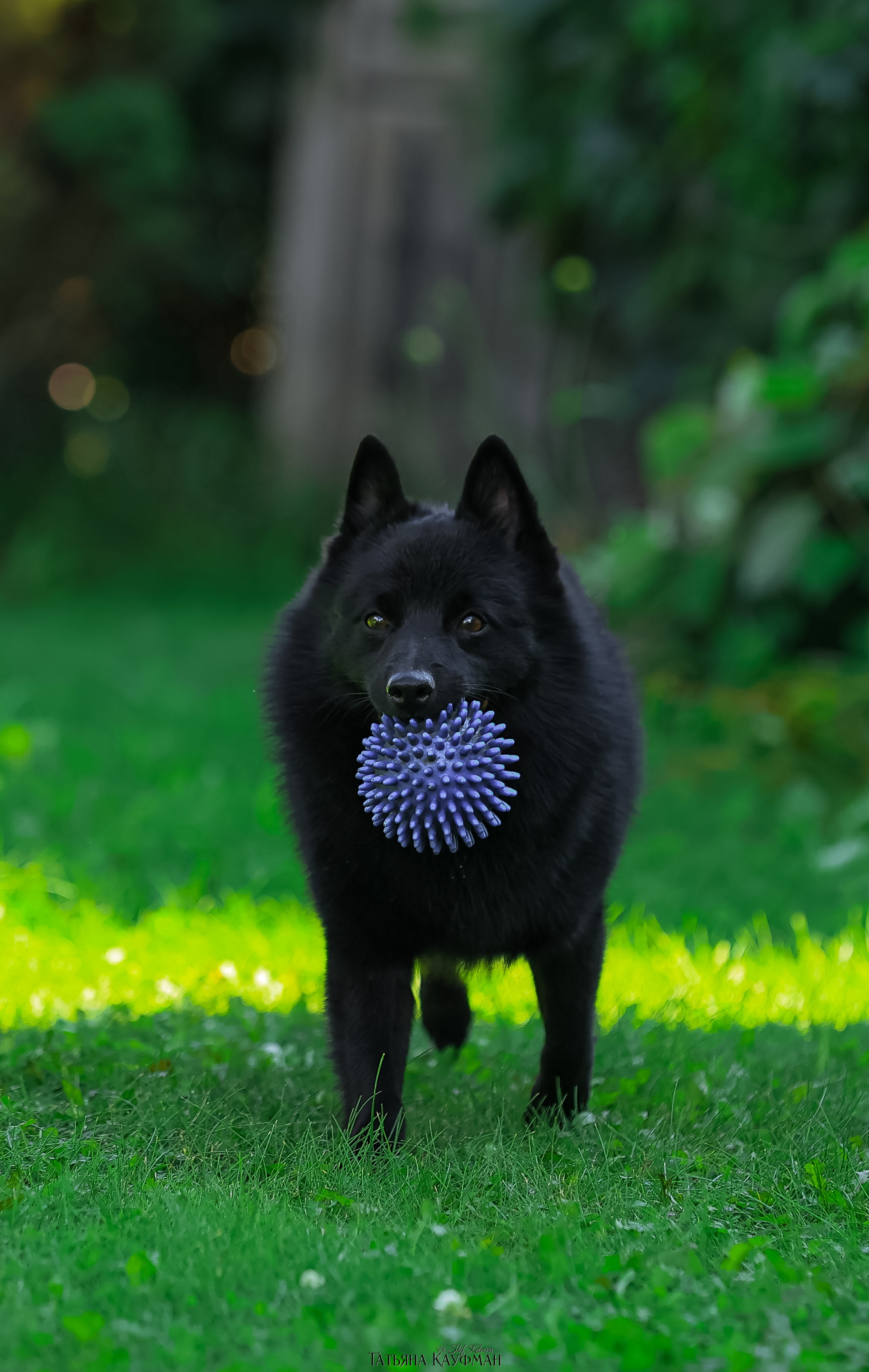 Шипперке, схипперке, красивая собака, фотограф анималист, фотокурс Анималистика, научиться фотографировать собак, фотограф Новосибирск