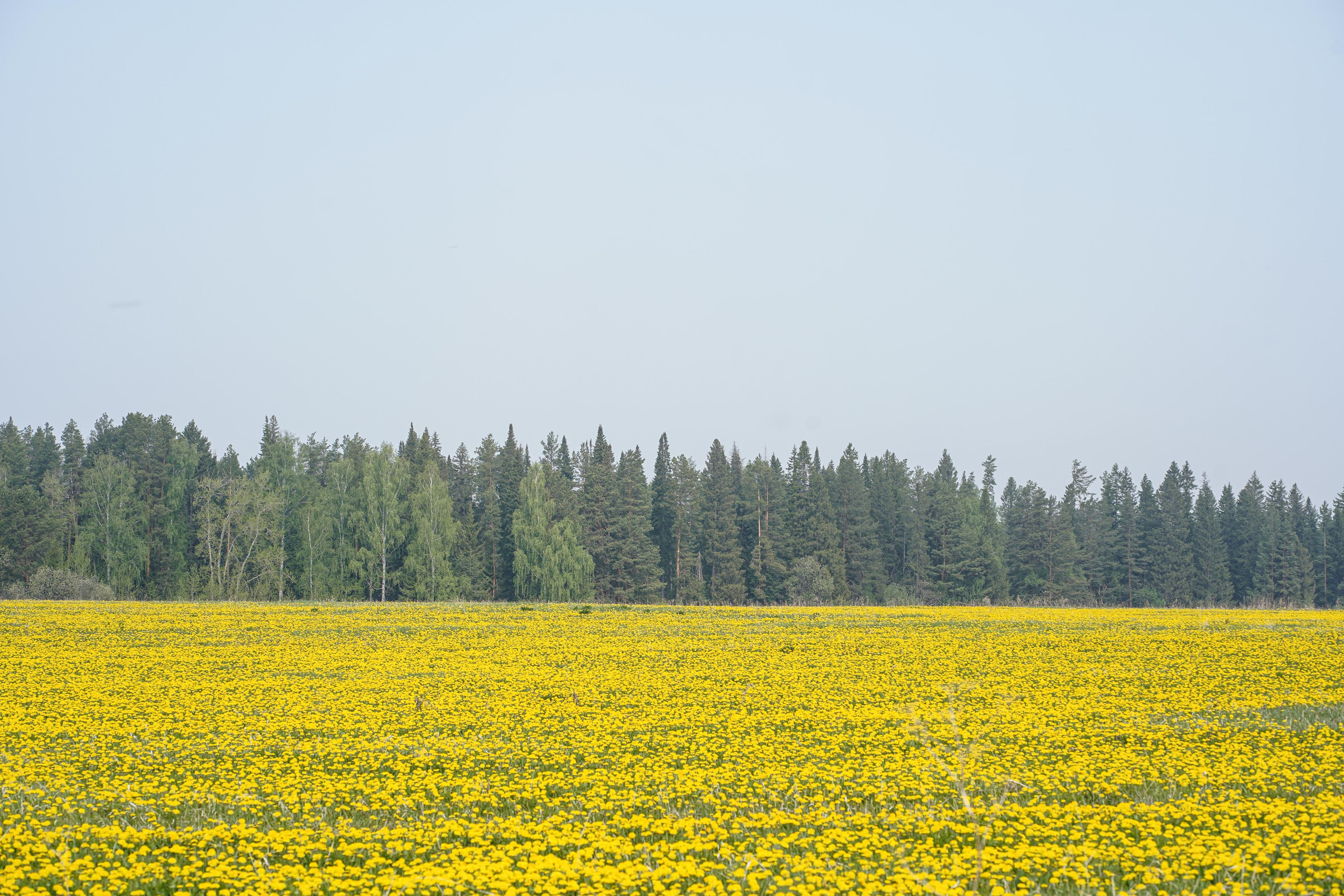 Весенние фотосессии в Мариинске в русском стиле. Портретный фотограф в Москве, Московской области. Деловой портрет