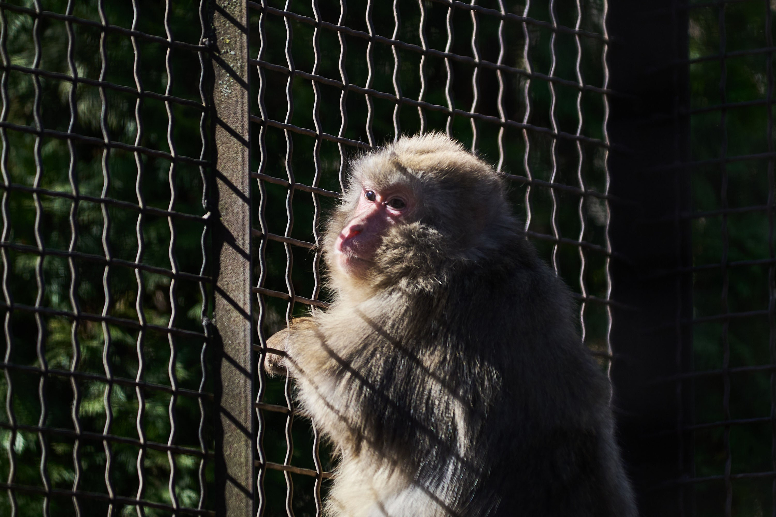 Зоопарк Иваново. Фотограф в Иваново: Каталожная съемка одежды и постельного белья, Wildberries