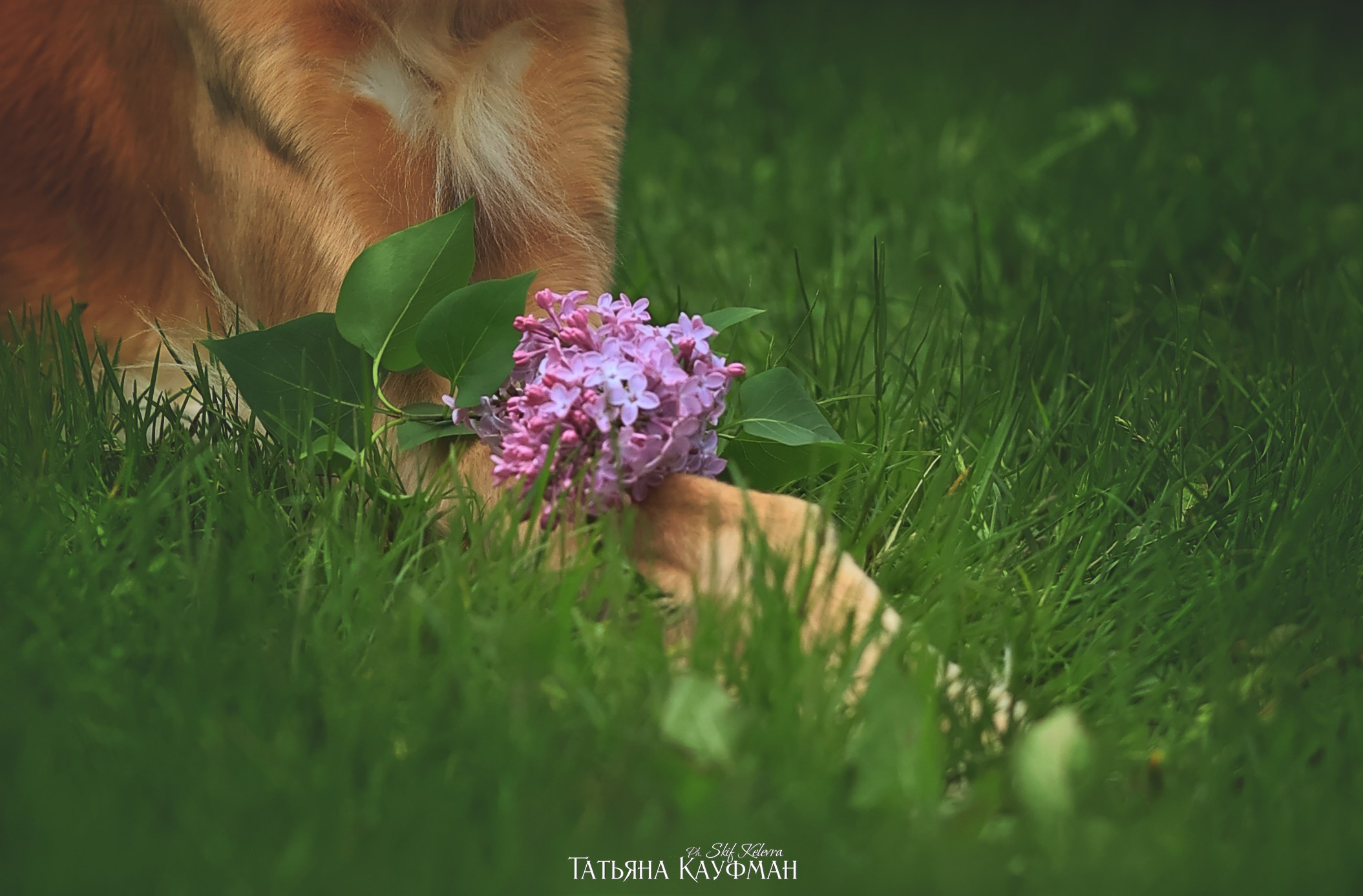 Салюки, фотография салюки, собака в цветах, красивая собака, фотограф анималист, фотокурс Анималистика, научиться фотографировать собак, фотограф Новосибирск