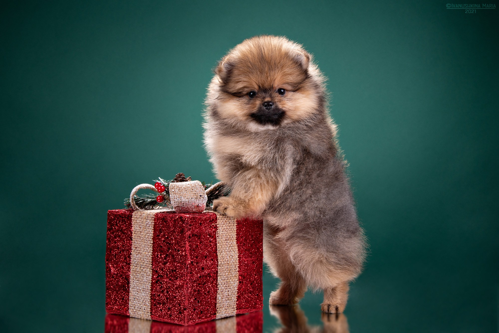 Фотосессия щенков на фонах. Фотограф собак в Москве и Московской области Иванушкина Мария