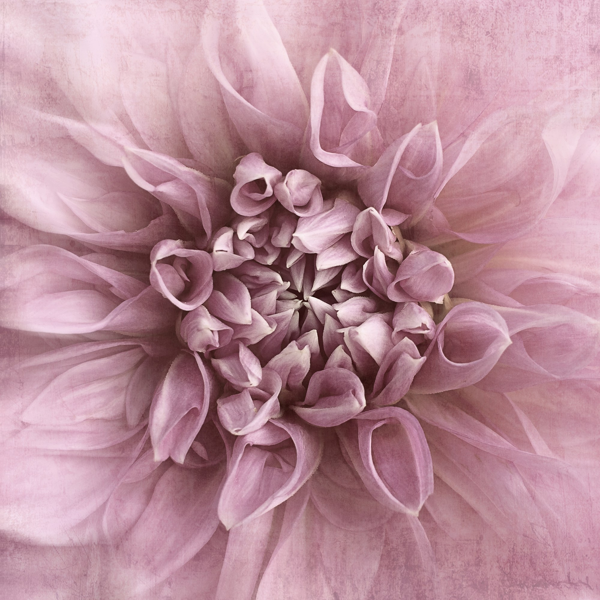 PINK VINTAGE. Eirene G | Photoartist | Flowers from my garden