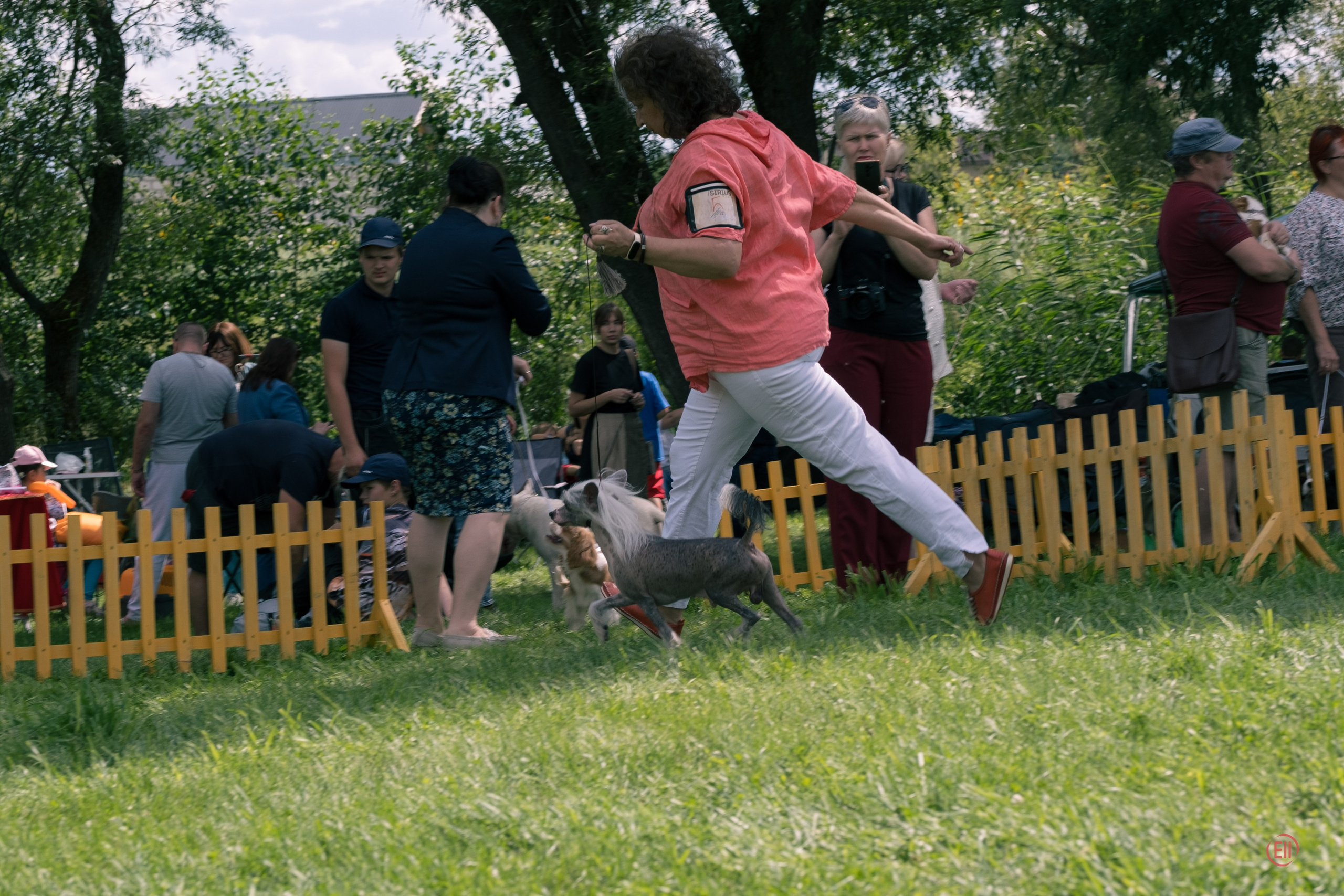 Липецк. Выставка собак. Питомник китайских хохлатых собак Poale Ell: купить щенка