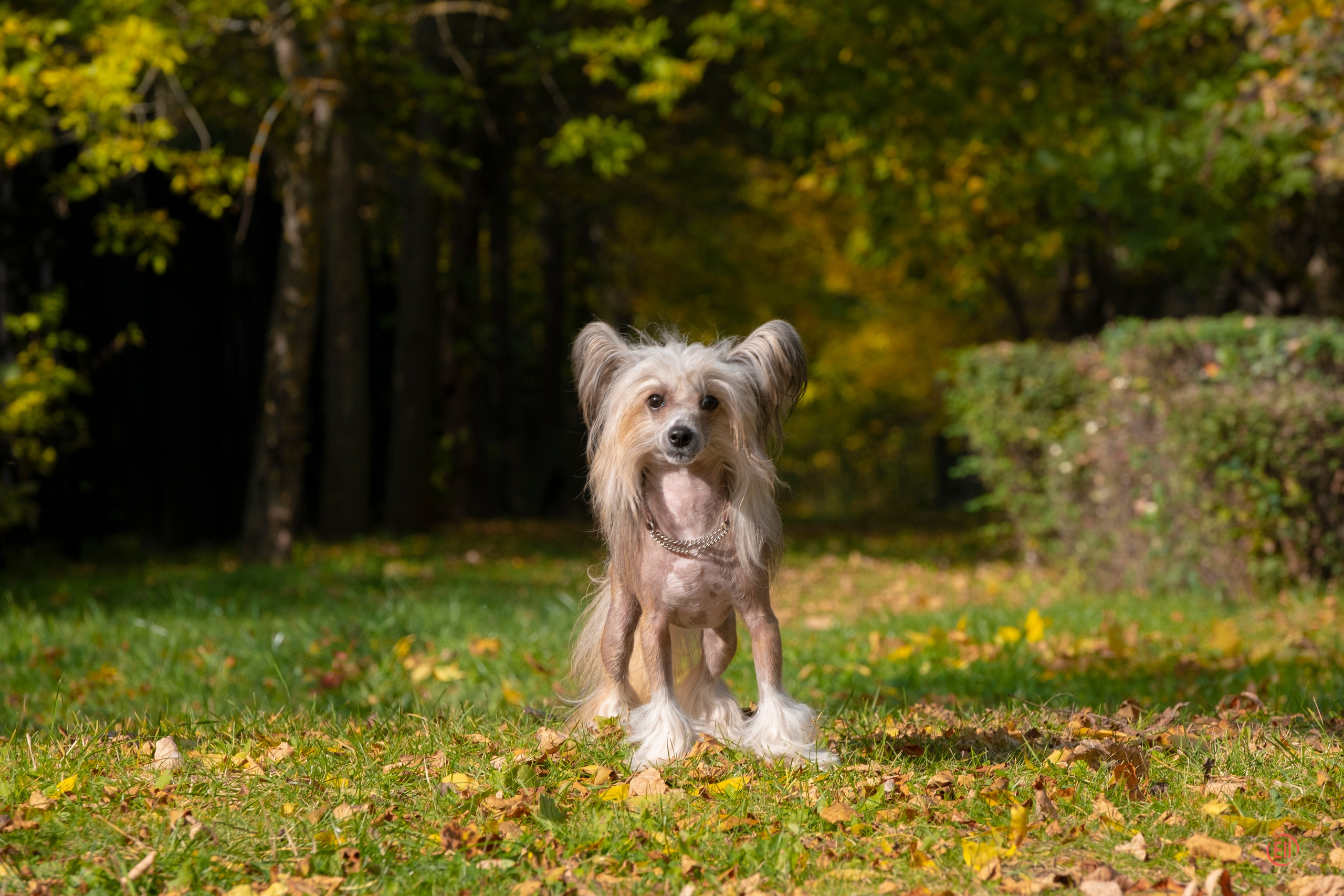 On a walk. Chinese Crested Dog Kennel Poale Ell