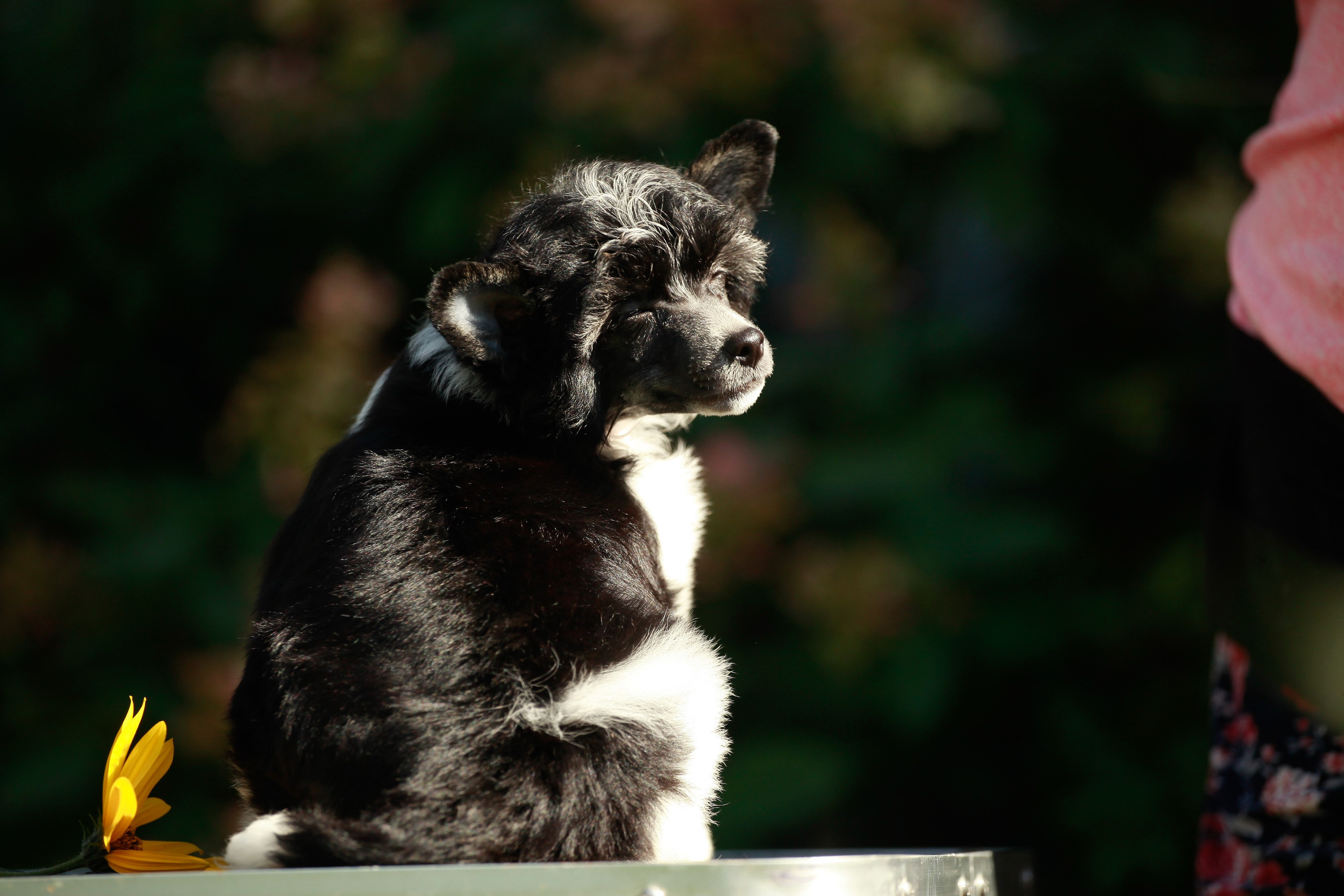 Poale Ell Chester Becomes a Dad for the First Time. Chinese Crested Dog Kennel Poale Ell