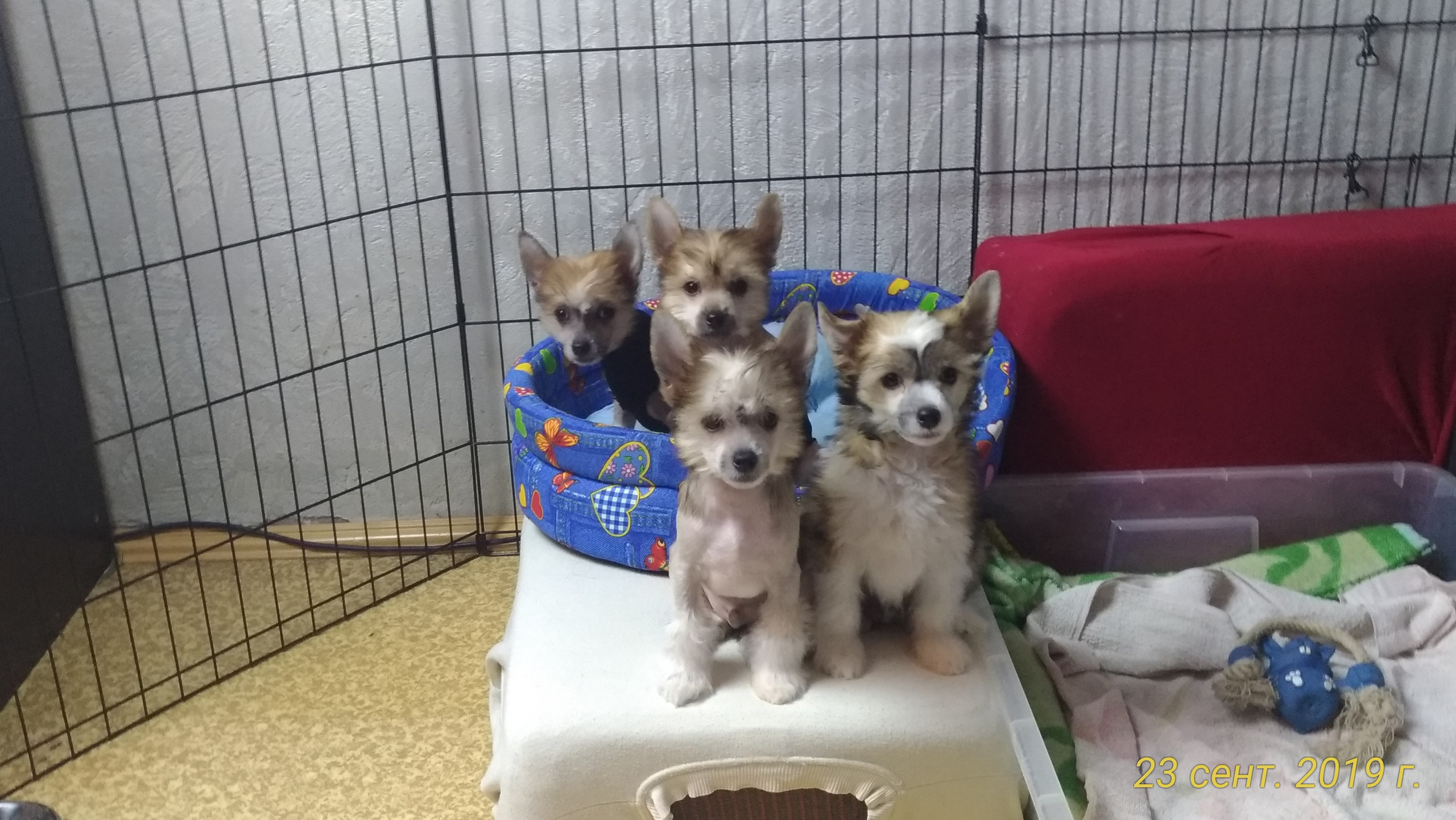 Poale Ell Chester. Питомник китайских хохлатых собак Poale Ell: купить щенка