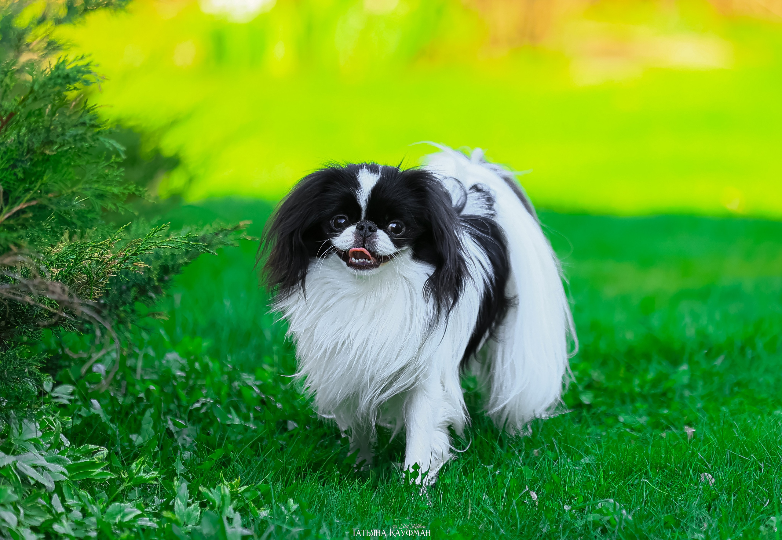 Японский хин, фотография японский хин, собака в цветах, красивая собака, фотограф анималист, фотокурс Анималистика, научиться фотографировать собак, фотограф Новосибирск