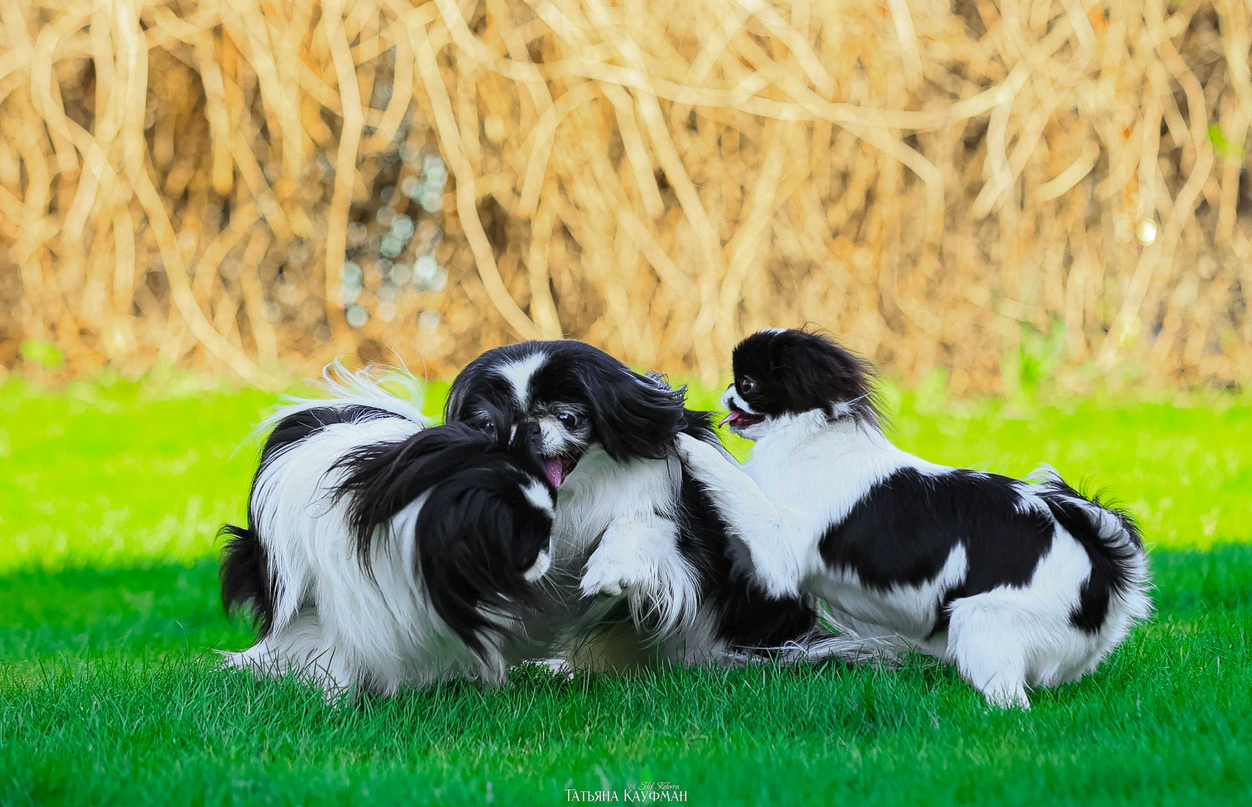 Японский хин, фотография японский хин, собака в цветах, красивая собака, фотограф анималист, фотокурс Анималистика, научиться фотографировать собак, фотограф Новосибирск