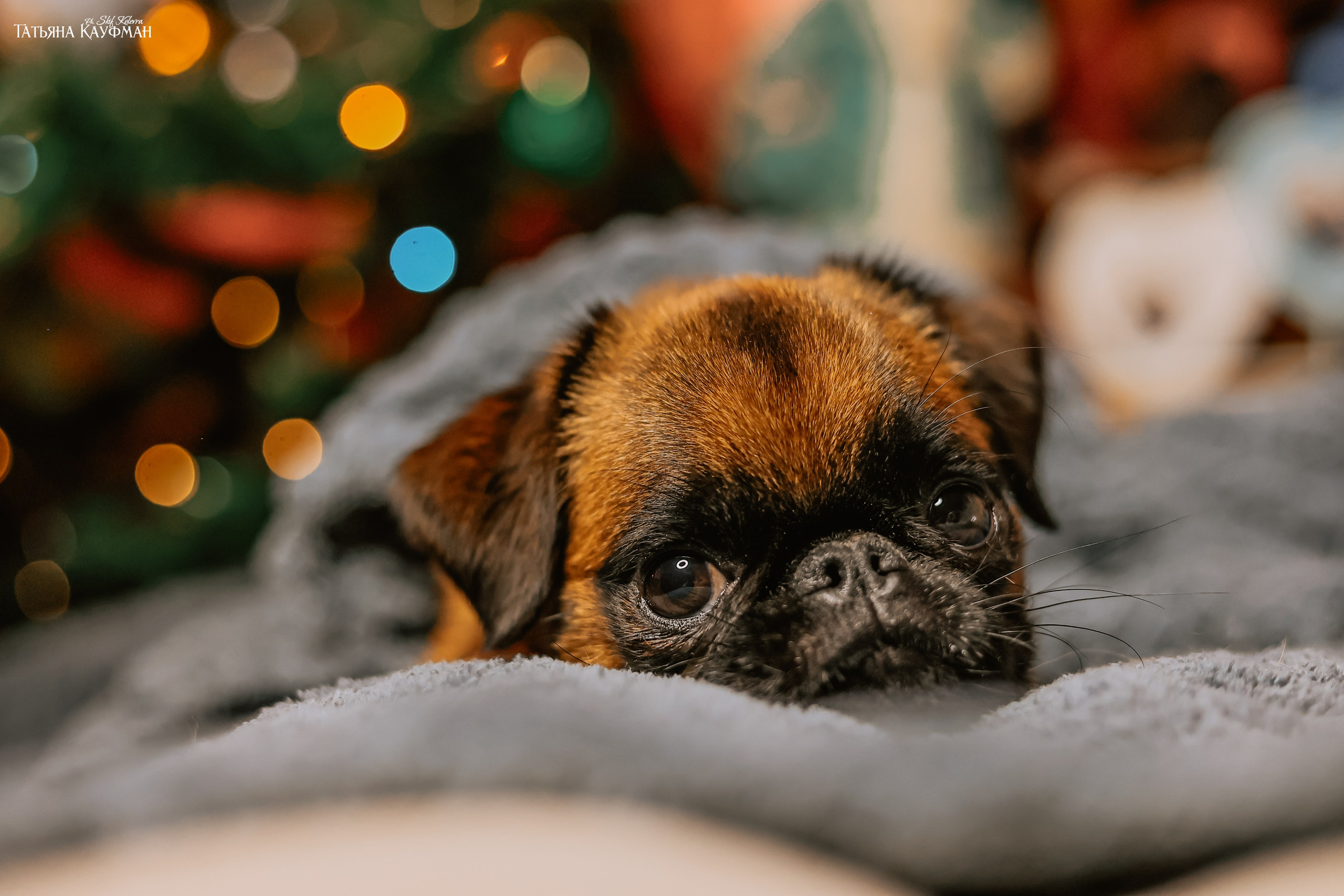 Малый брабансон, фотография брабансон, красивая собака, фотограф анималист, фотокурс Анималистика, научиться фотографировать собак, фотограф Новосибирск