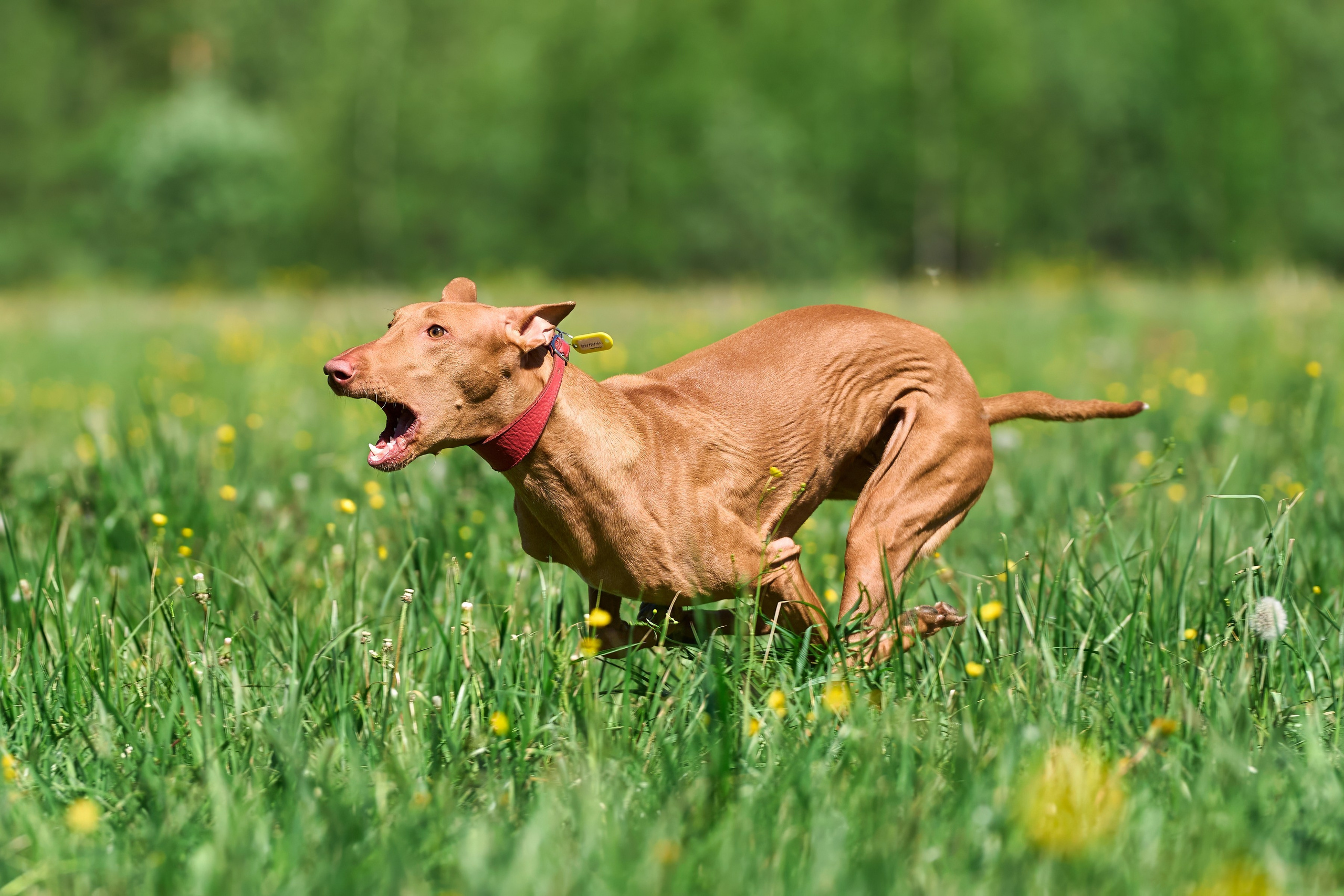Тренировка по курсингу Донино. Фотограф-анималист Михаил Манухин