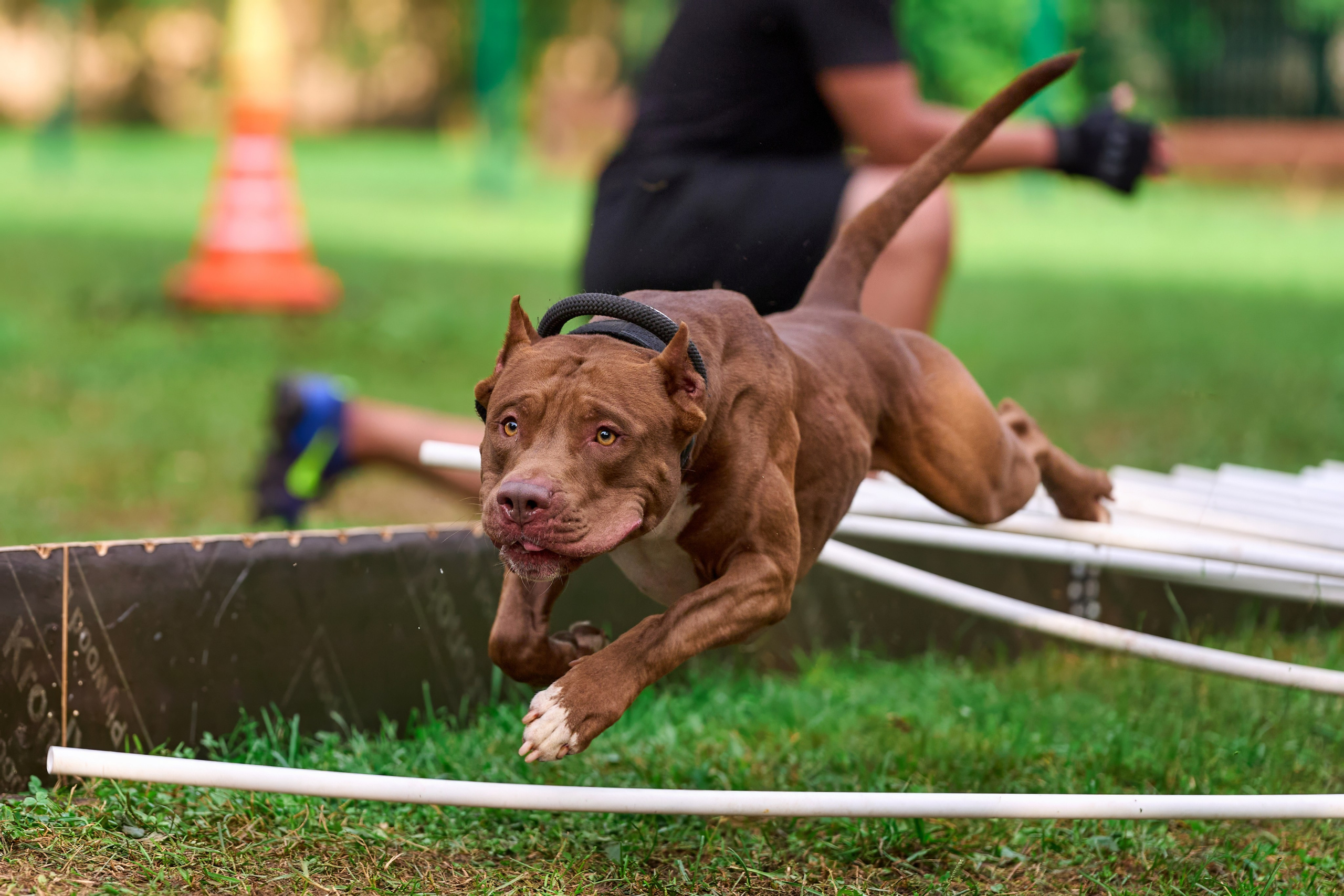 Jump'n'Gym JUMP! — 2024. Фотограф-анималист Михаил Манухин