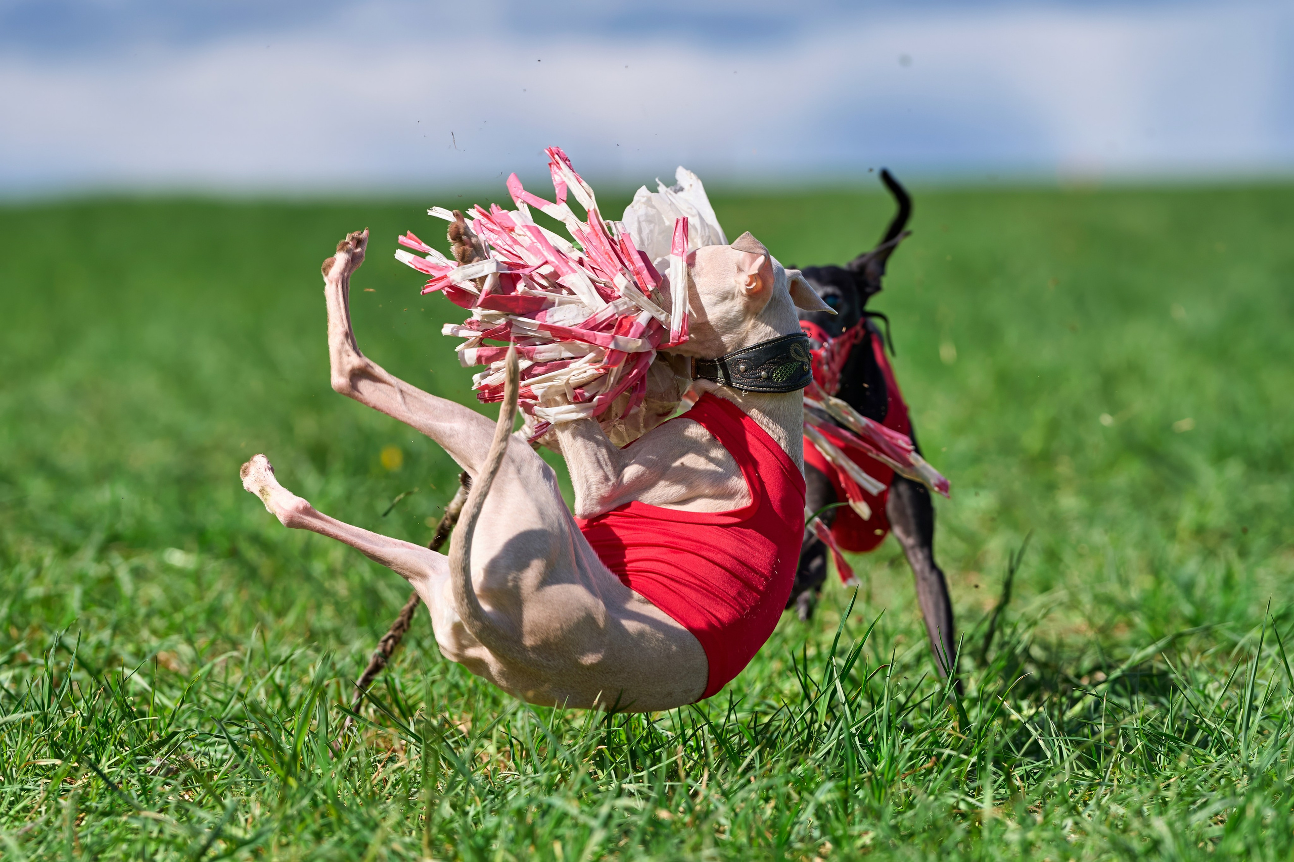 Тренировка по курсингу «на Ярославке». Фотограф-анималист Михаил Манухин