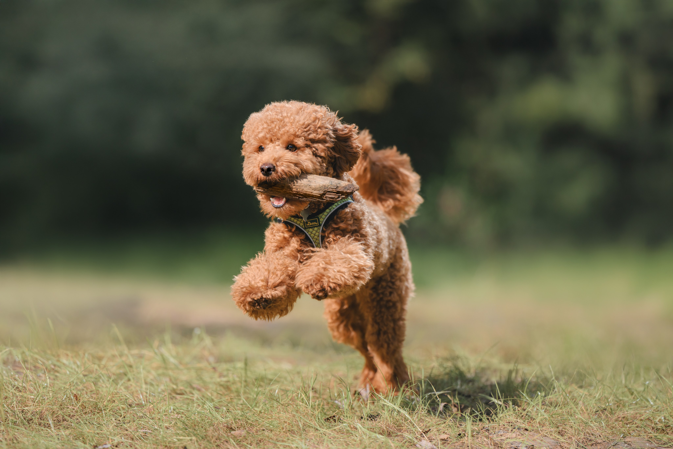 Фотограф Анималист в Москве Анастасия Жучкова