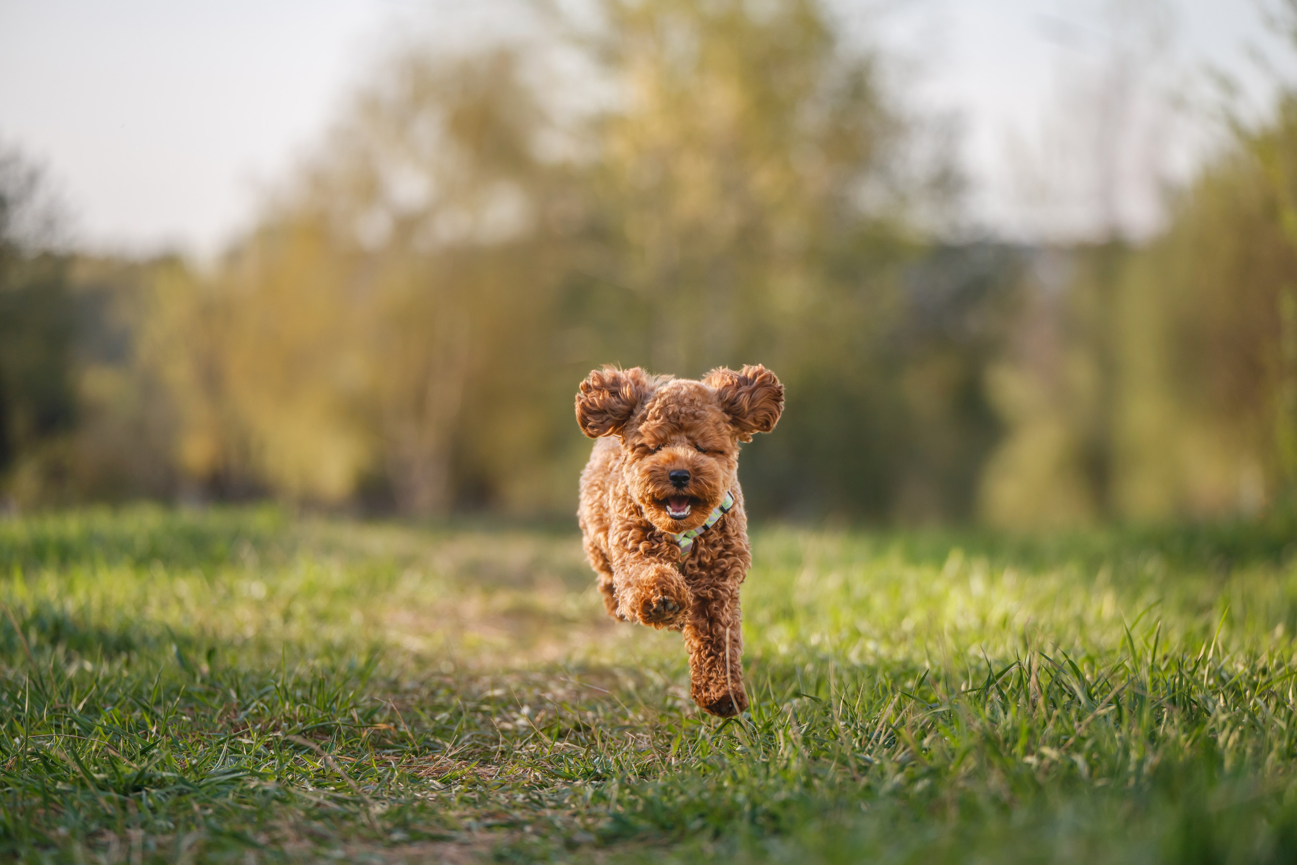 Фотограф Анималист в Москве Анастасия Жучкова